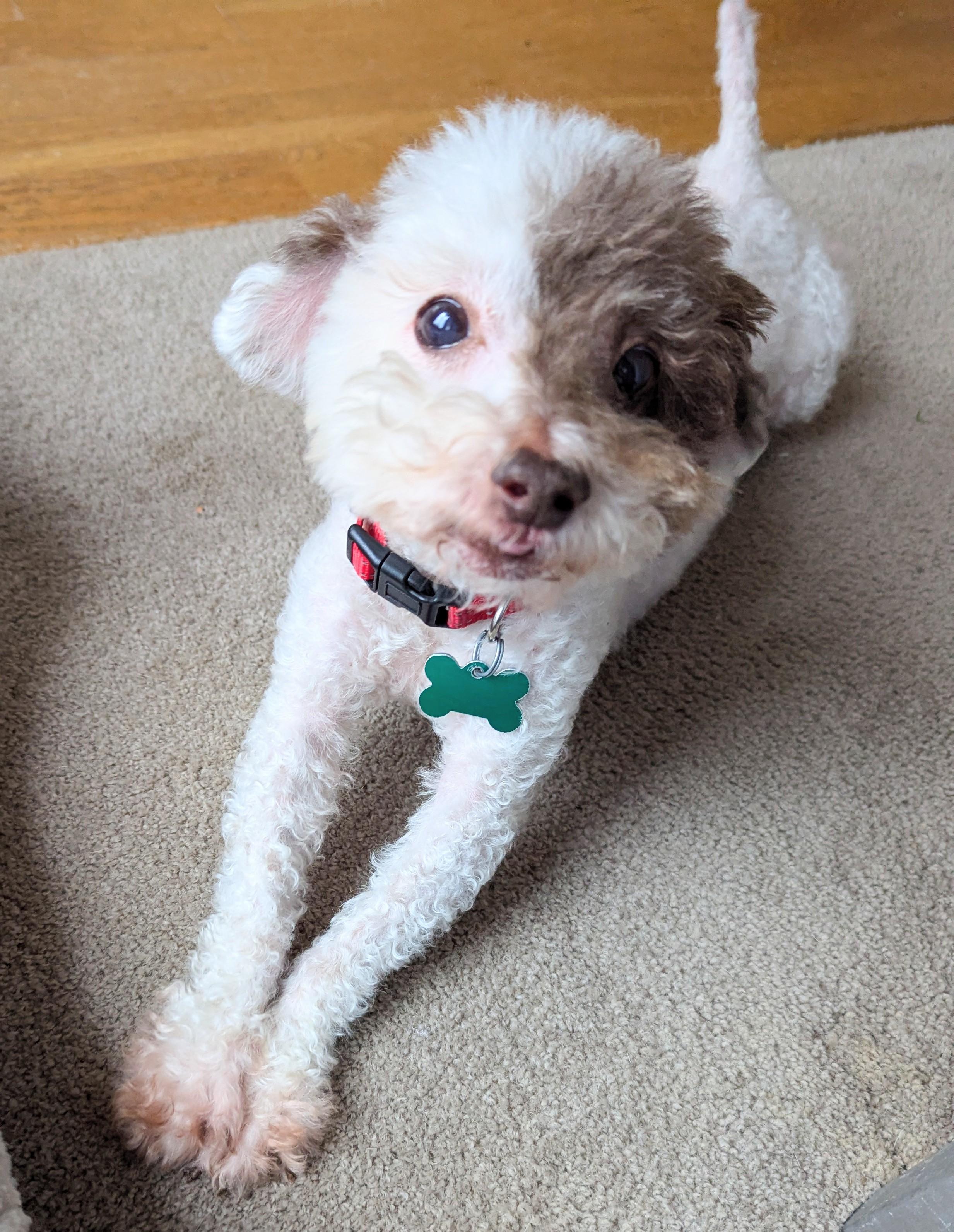 Wellington, a ADOPTABLE mixed breed in East Point, GA image 6/6