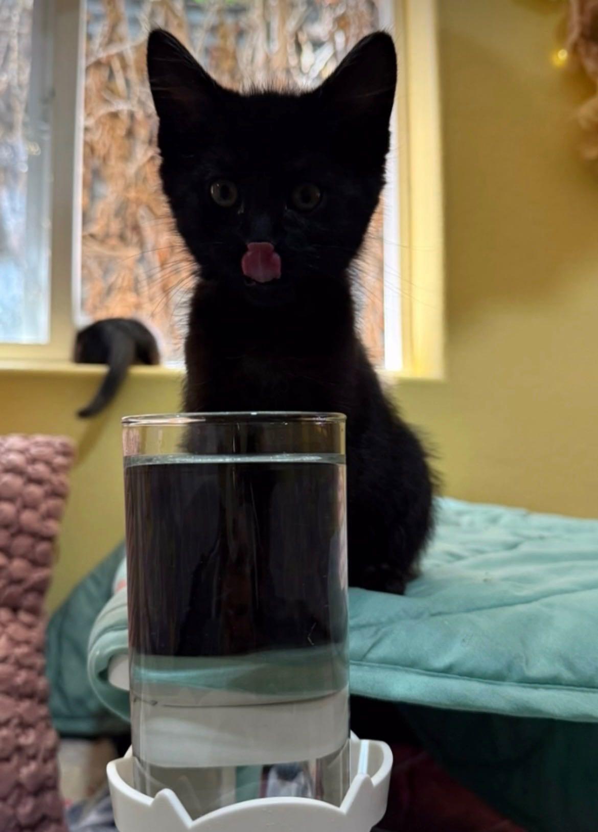 Topinka, a ADOPTABLE Domestic Short Hair in Denver, CO image 3/4