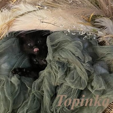 Topinka, a ADOPTABLE Domestic Short Hair in Denver, CO image 2/4