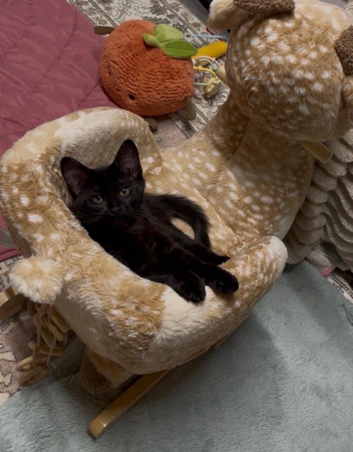 Topinka, a ADOPTABLE Domestic Short Hair in Denver, CO image 4/4