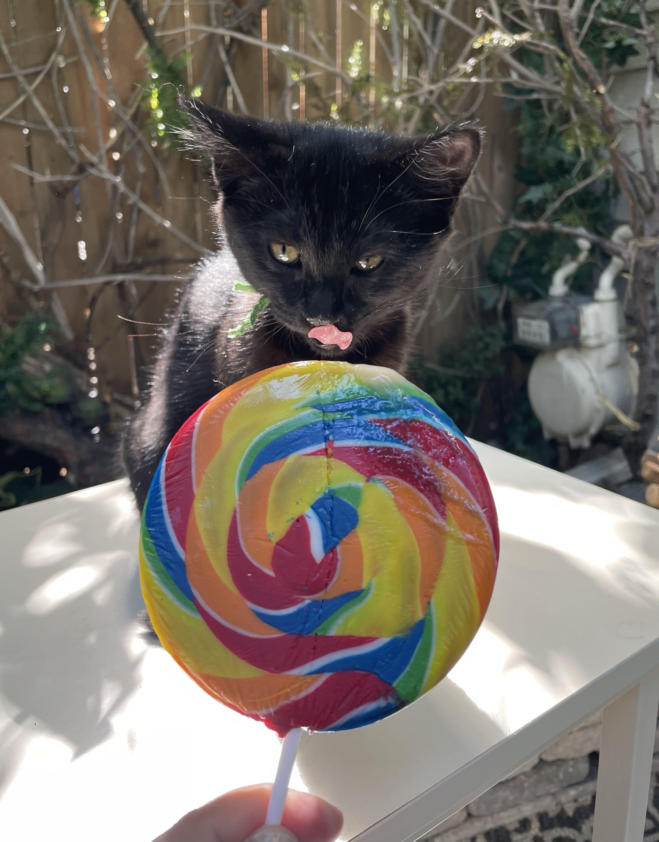 Topinka, a ADOPTABLE Domestic Short Hair in Denver, CO image 1/4