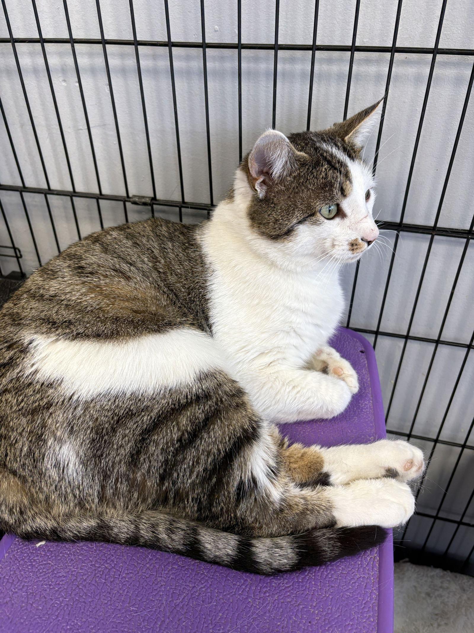 Enlarge Dustin, a Adoptable mixed breed in Georgetown, KY image 2/3