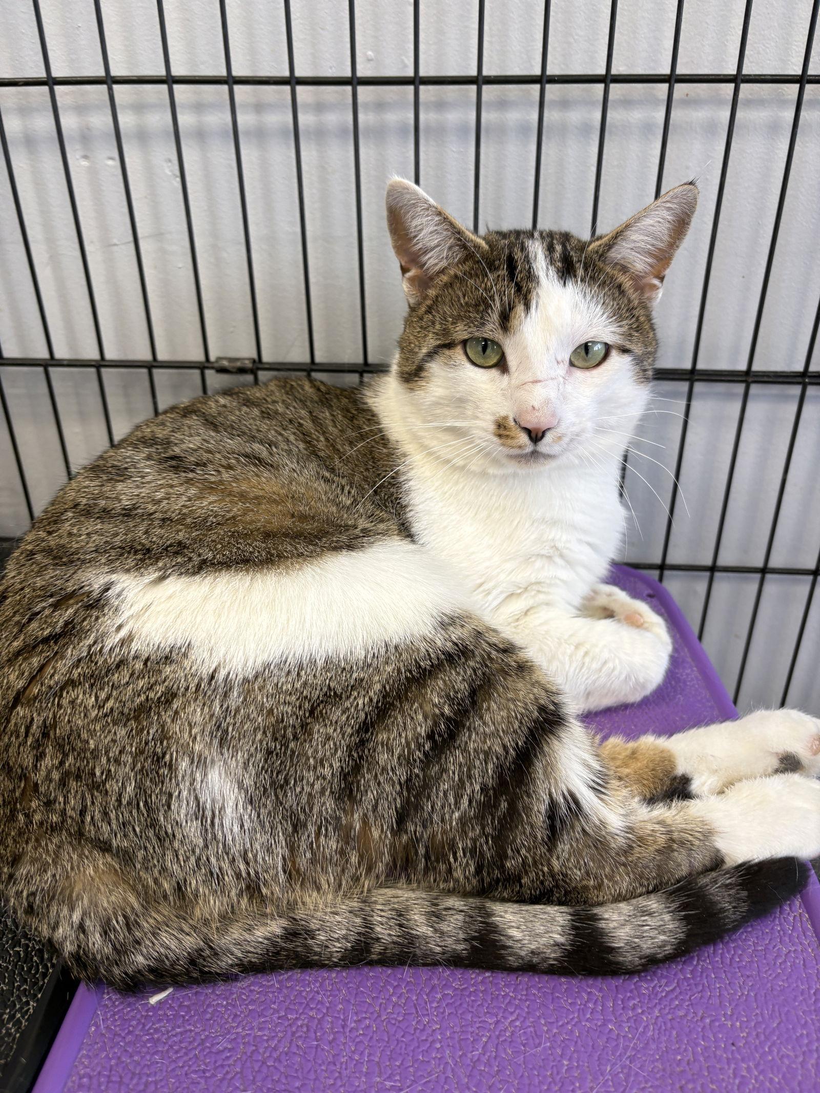 Enlarge Dustin, a Adoptable mixed breed in Georgetown, KY image 3/3