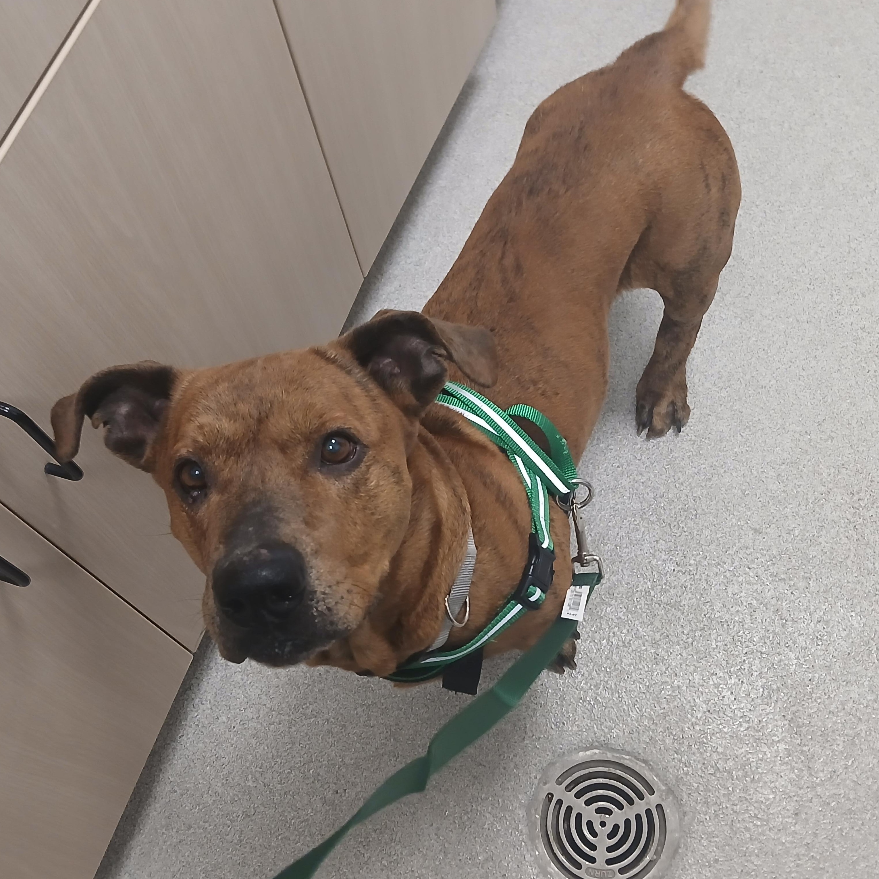 Itchy, a ADOPTABLE mixed breed in Fenton, MO image 1/4