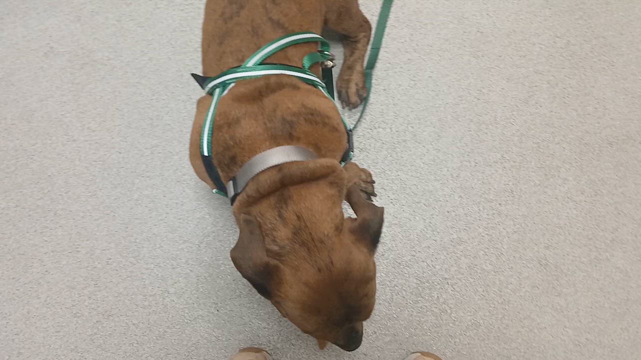 Enlarge Itchy, a ADOPTABLE mixed breed in Fenton, MO video 4/4