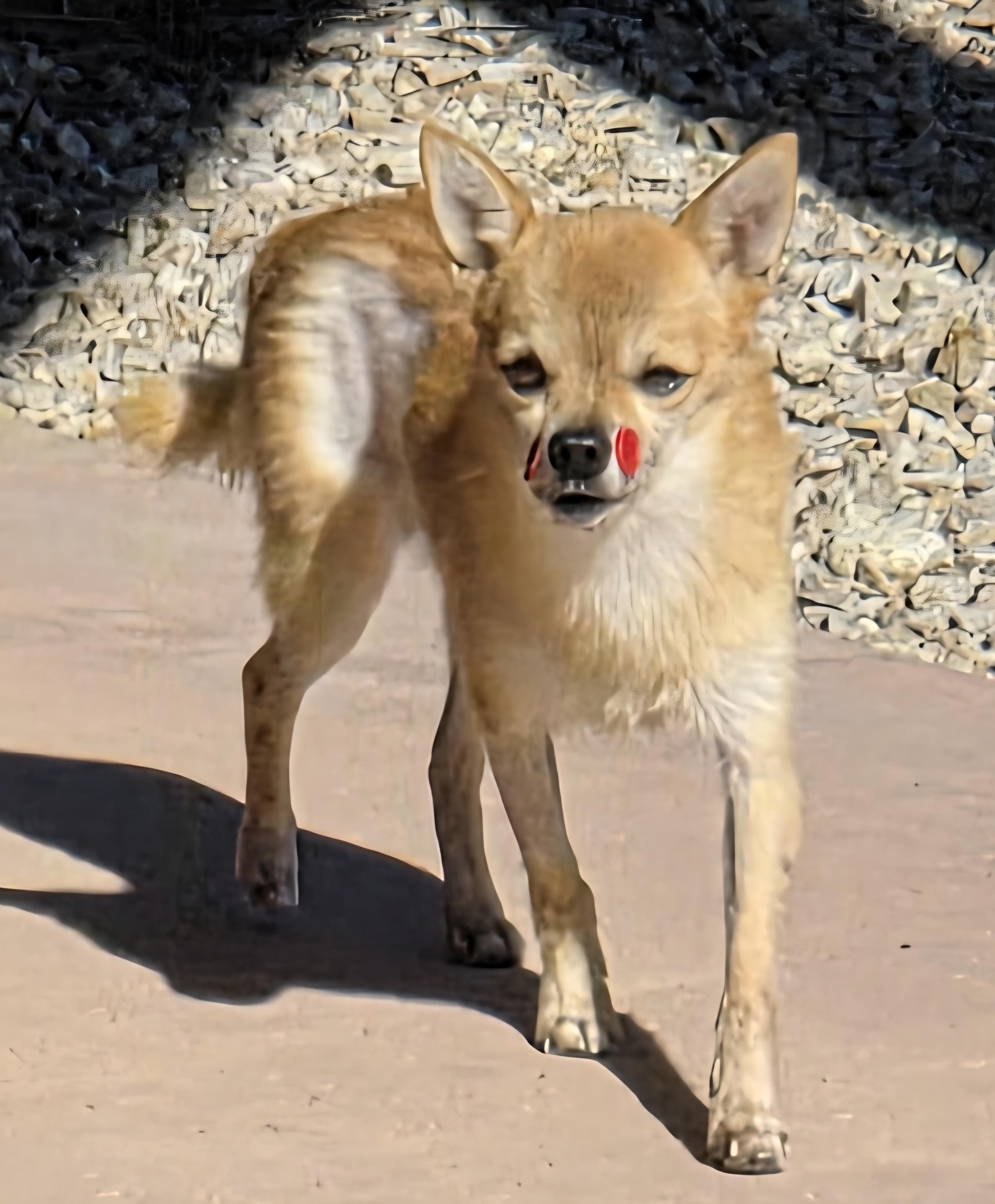 Enlarge Buttons, a ADOPTABLE mixed breed in Tucson, AZ image 4/4