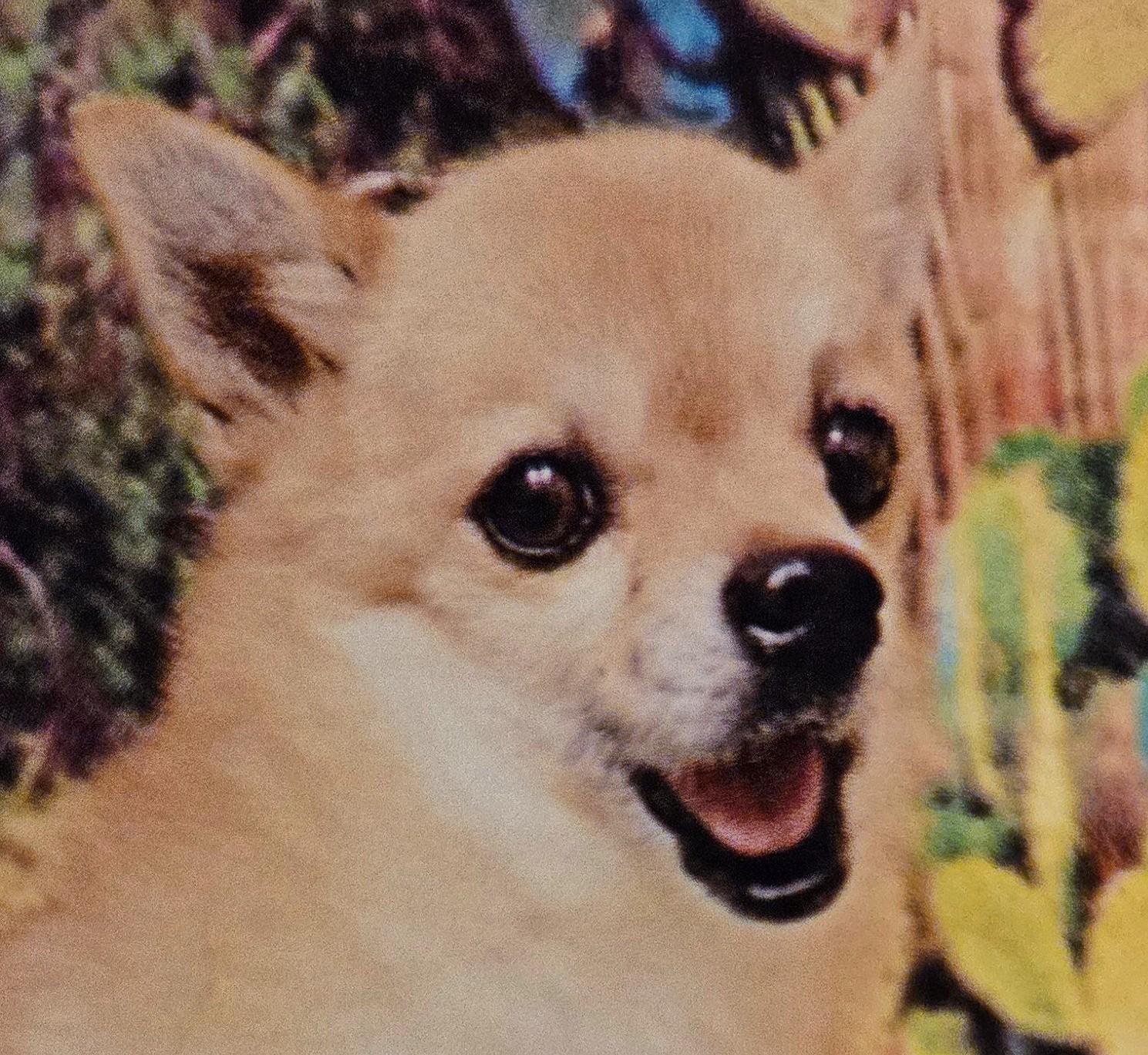 Buttons, ADOPTABLE, Adult Male Chihuahua & Pomeranian.