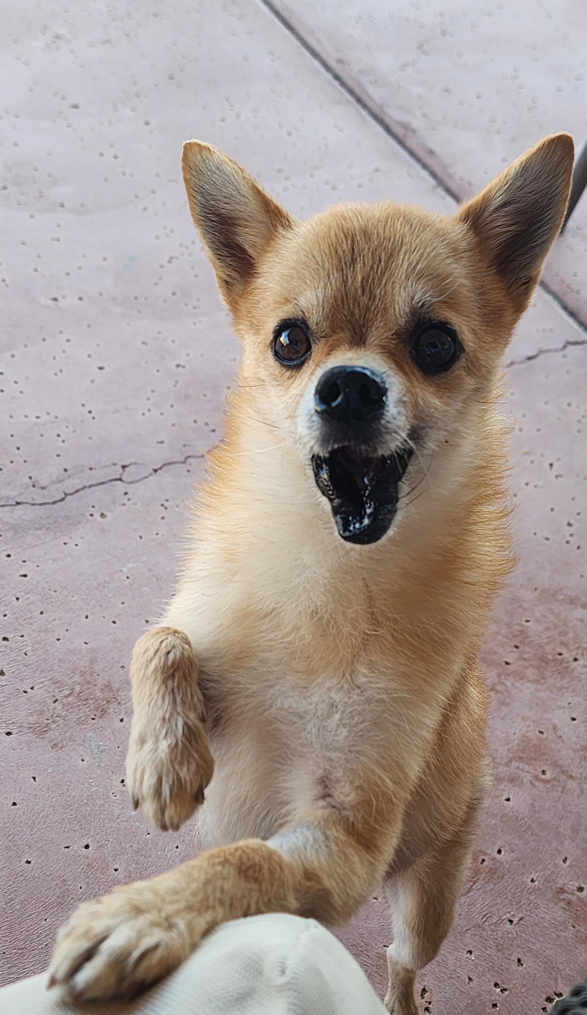 Enlarge Buttons, a ADOPTABLE mixed breed in Tucson, AZ image 2/4