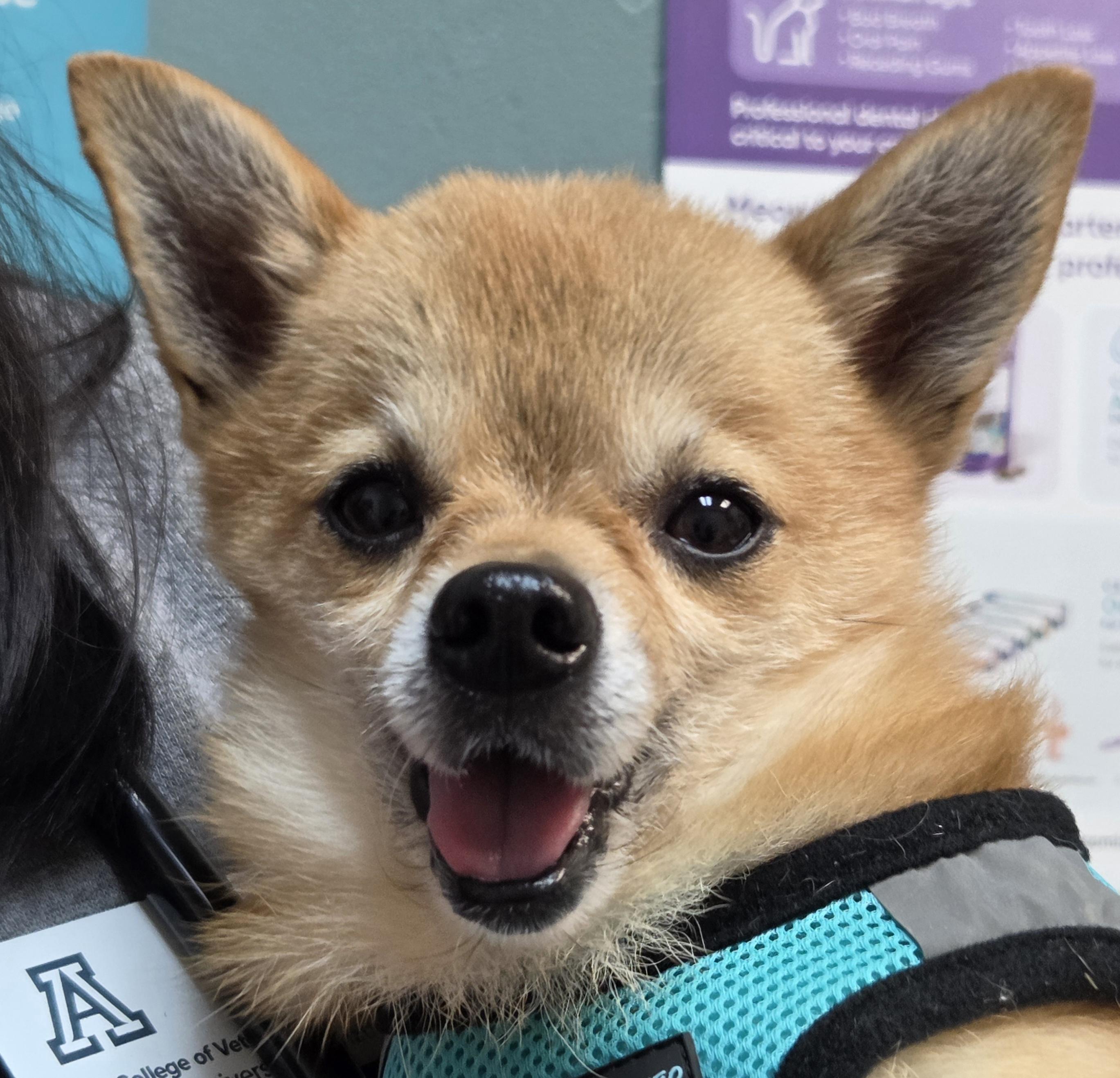 Enlarge Buttons, a ADOPTABLE mixed breed in Tucson, AZ image 3/4