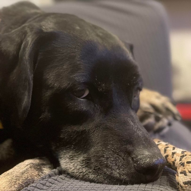 Dog for adoption Penelope, a Pit Bull Terrier & Retriever Mix in