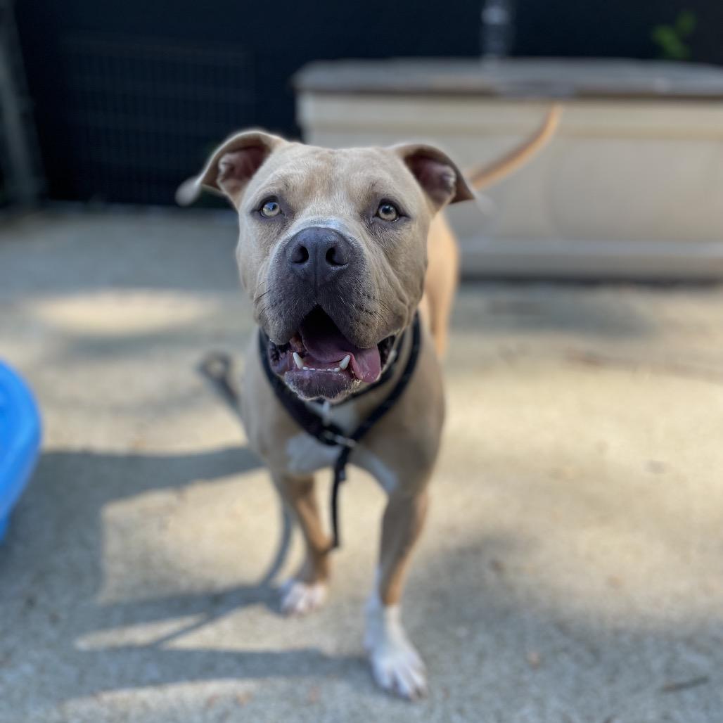 Tater Keg, Adoptable, Adult Male Mixed Breed.