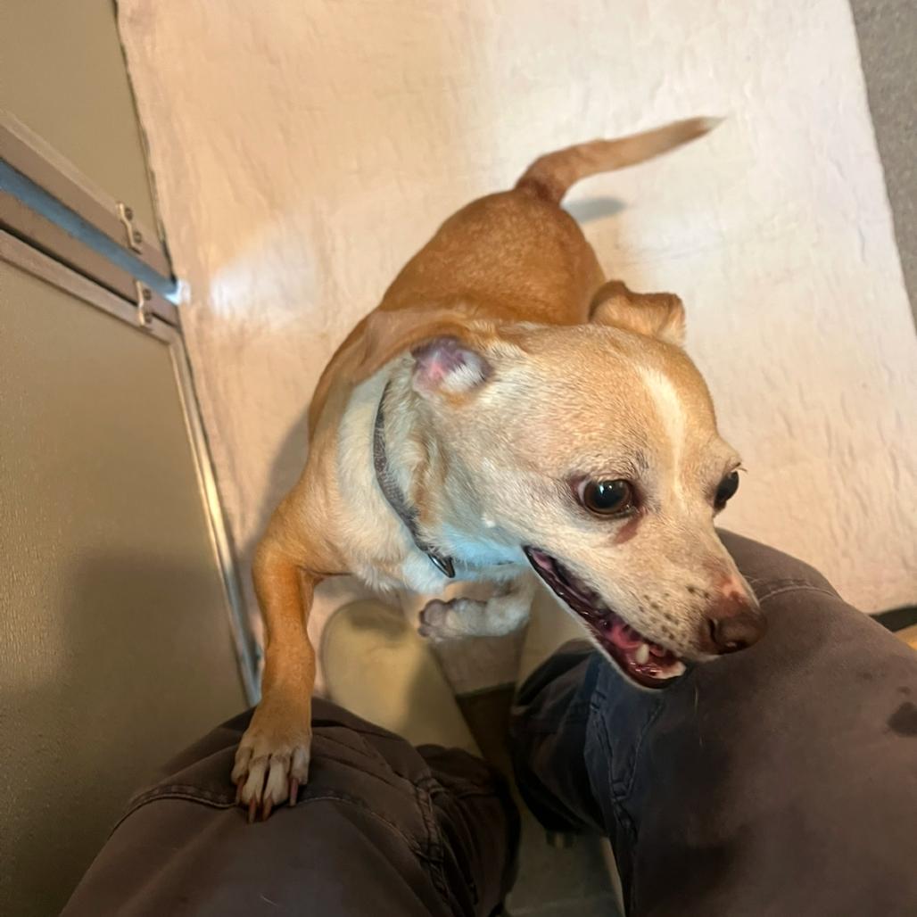 Blanca, Adoptable, Senior Female Chihuahua.