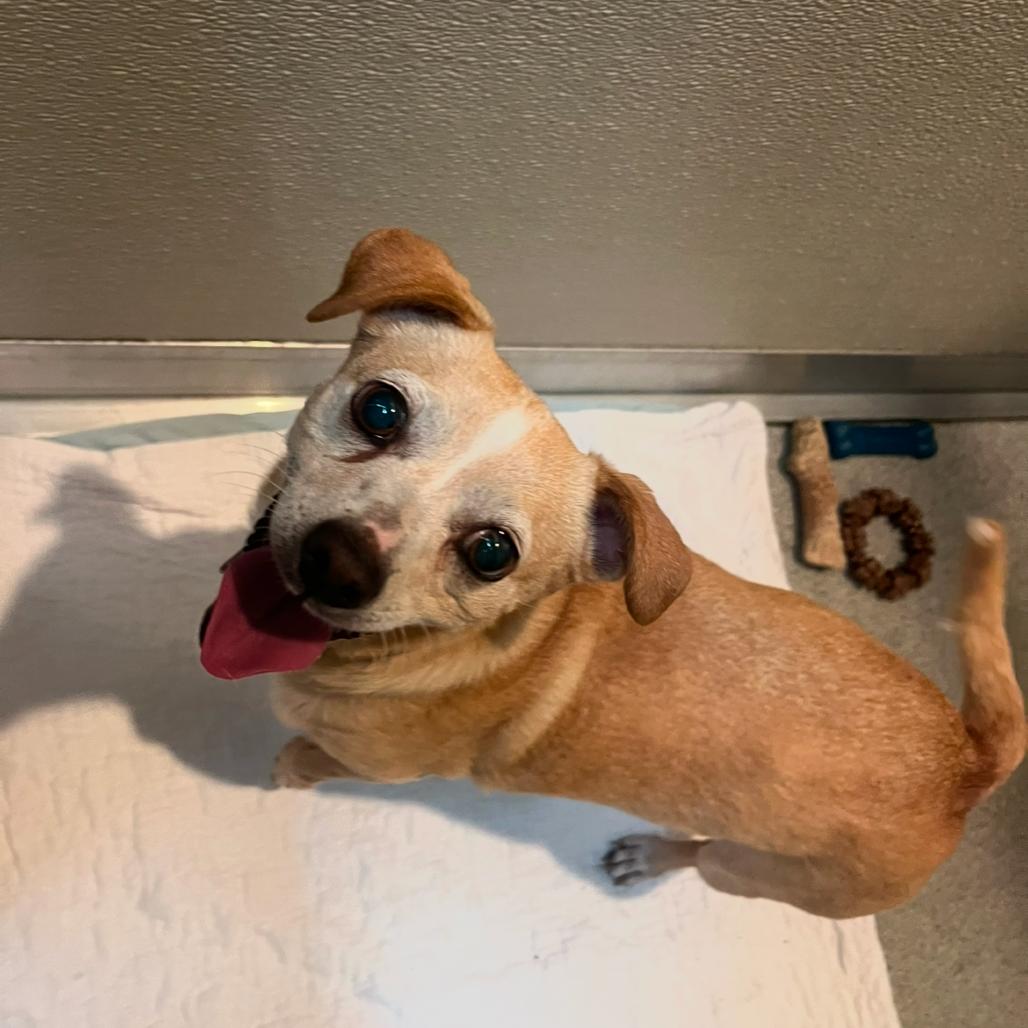 Blanca, a Adoptable Chihuahua in Port Angeles, WA image 2/3