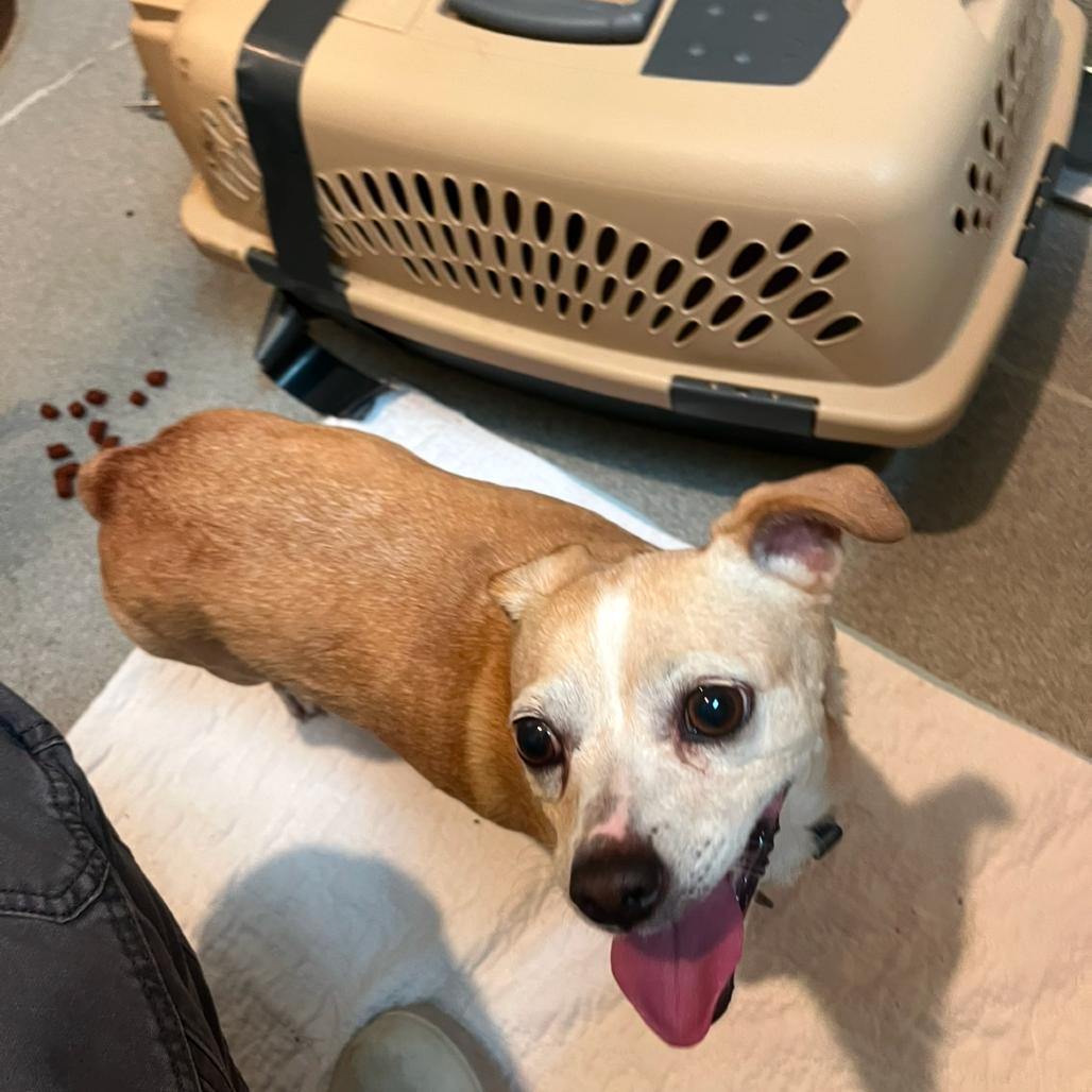 Blanca, a Adoptable Chihuahua in Port Angeles, WA image 3/3