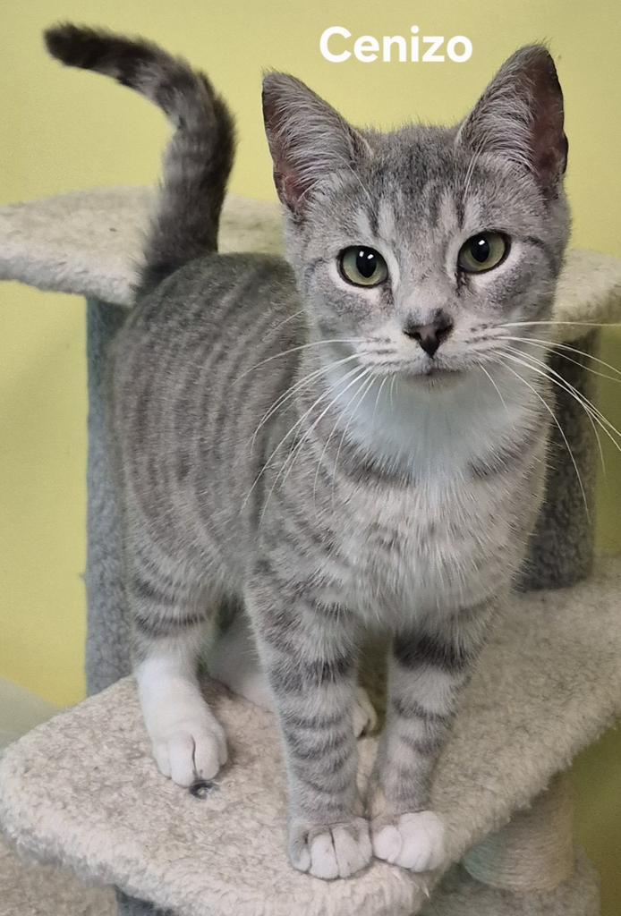 Cenizo, Adopted, Kitten Male Domestic Short Hair.