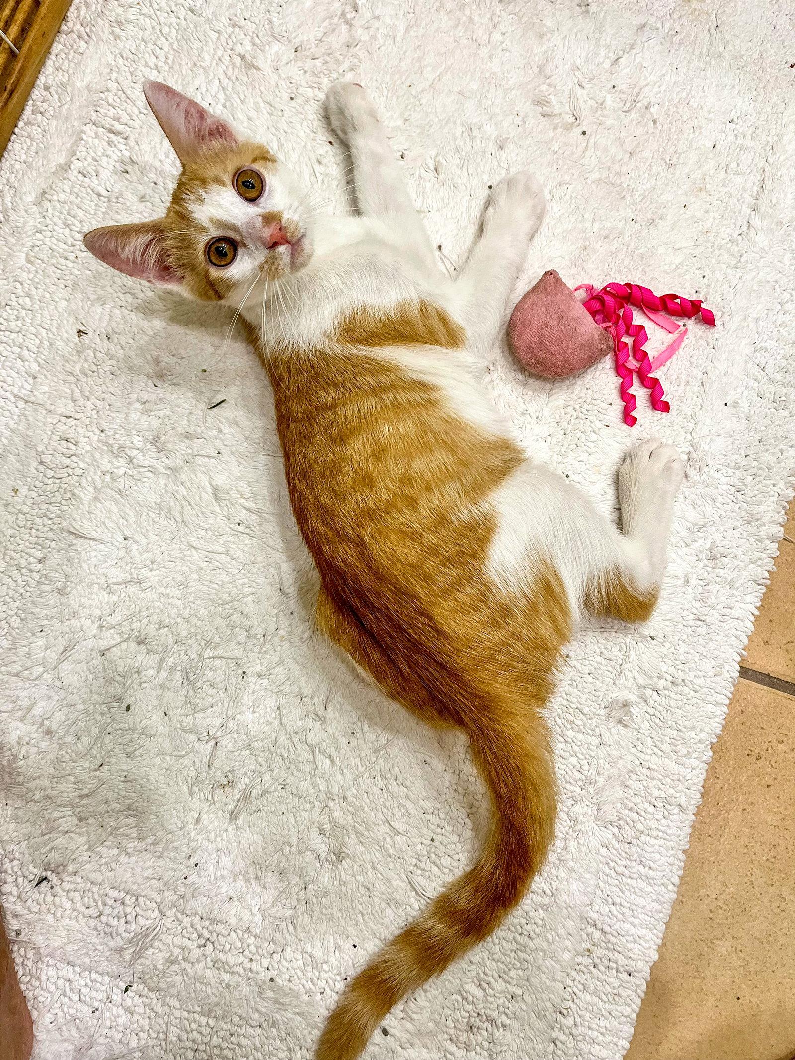 Enlarge Lakitu, a Adoptable Domestic Short Hair in Lighthouse Point, FL image 2/3