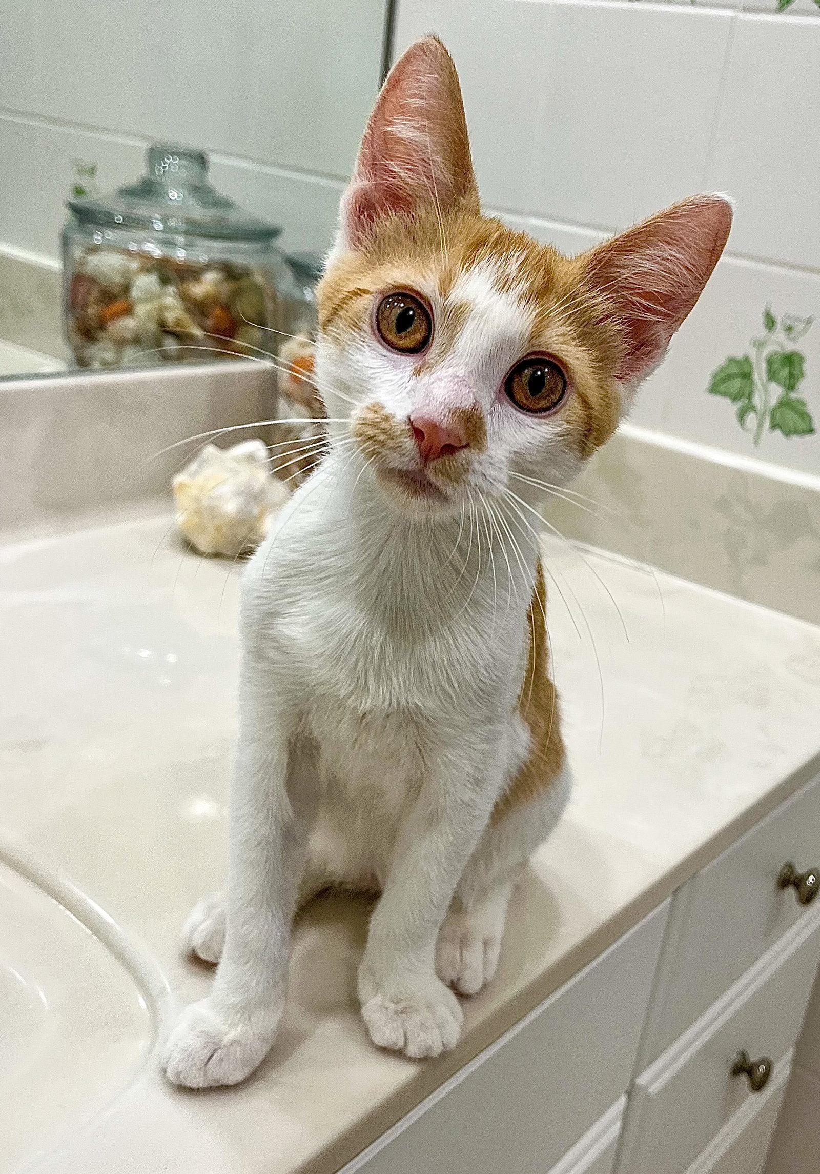 Enlarge Lakitu, a Adoptable Domestic Short Hair in Lighthouse Point, FL image 3/3