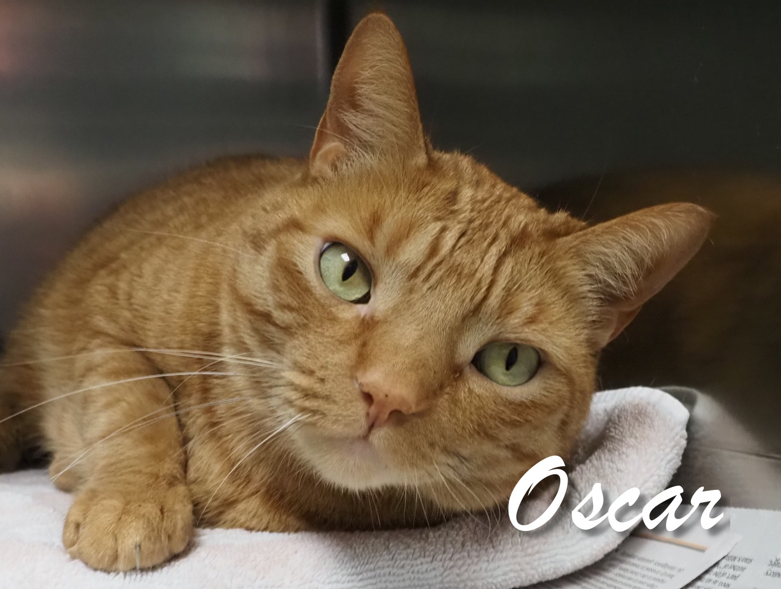 Oscar photo 2