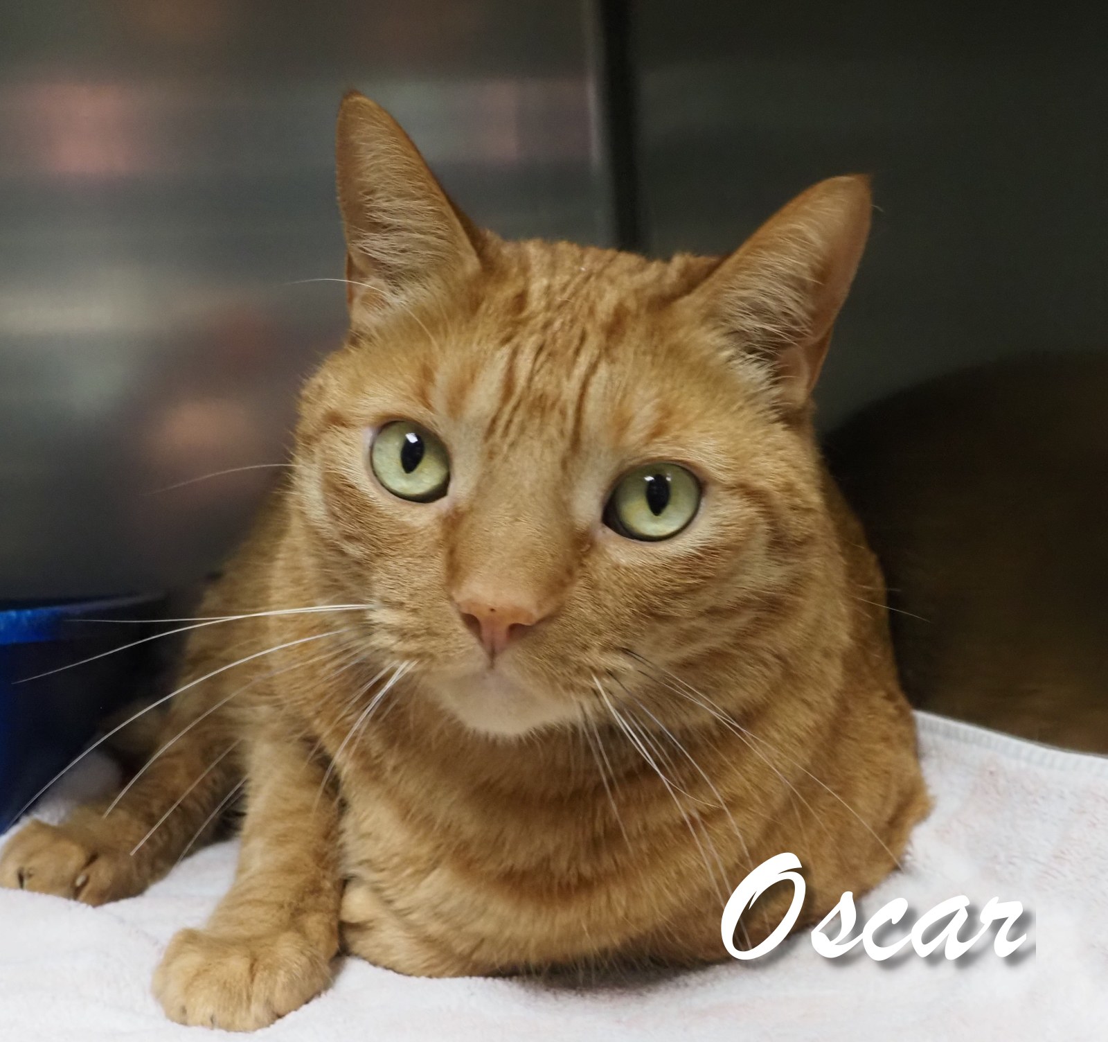 Oscar photo 3