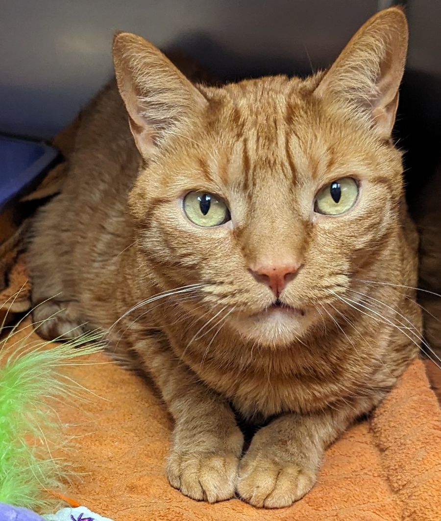 Oscar, Adult Male Domestic Short Hair