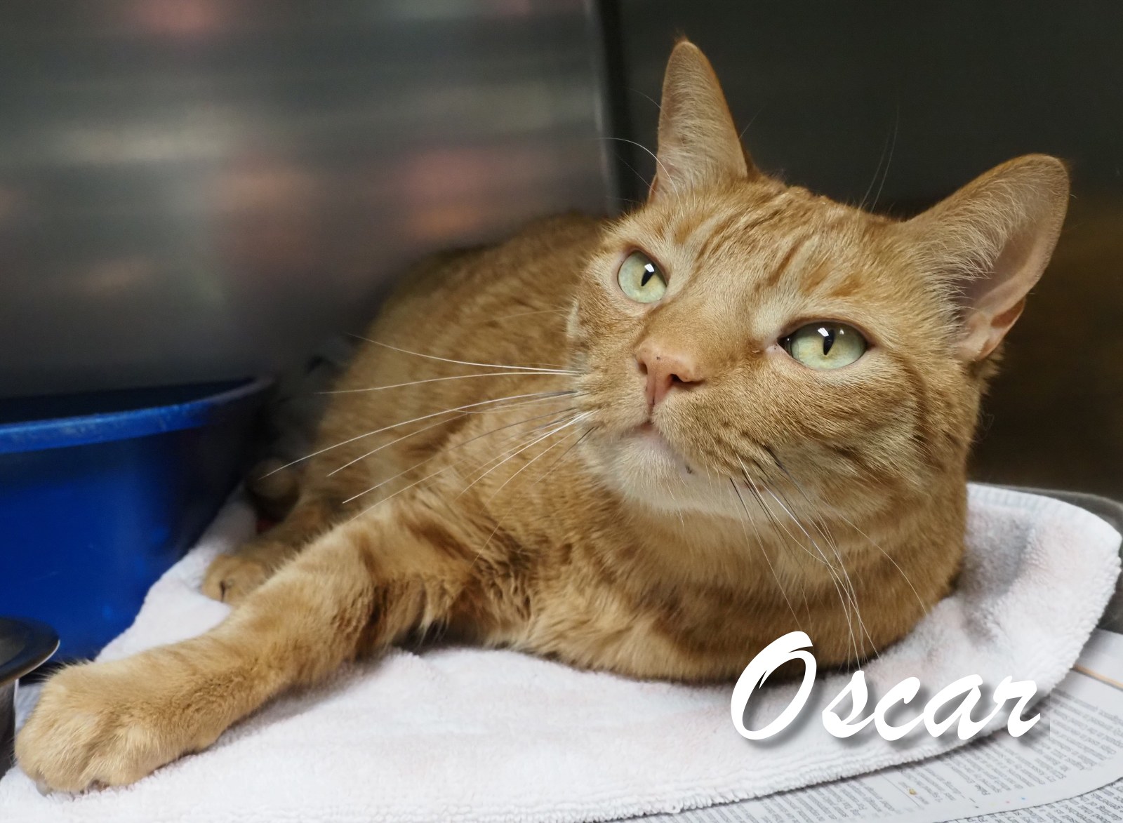 Oscar photo 4