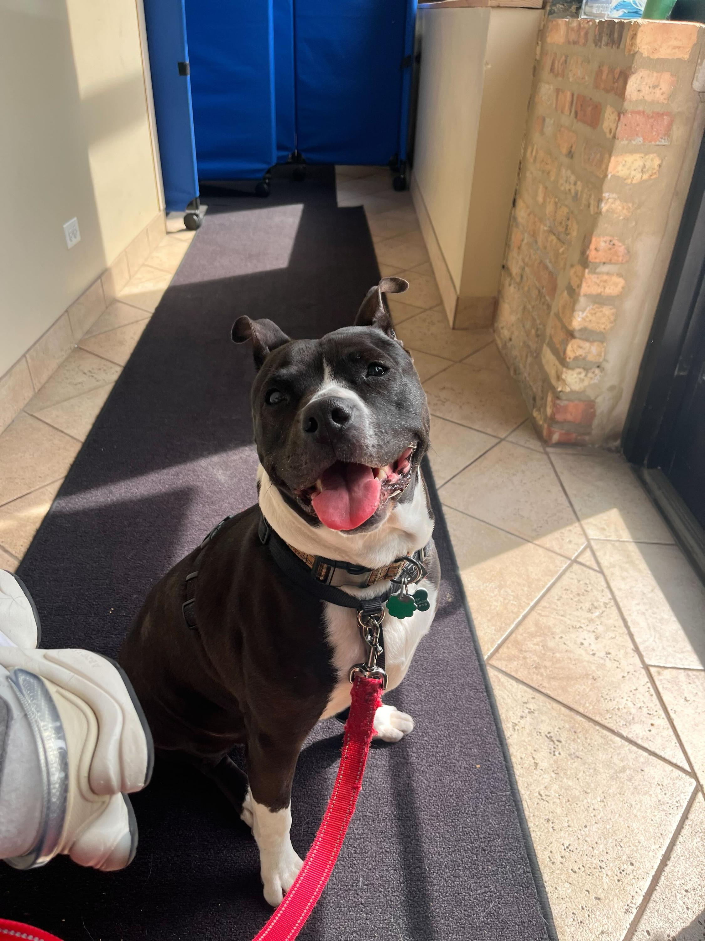 Enlarge Cindy Lou, a Adoptable mixed breed in Chicago, IL image 1/6