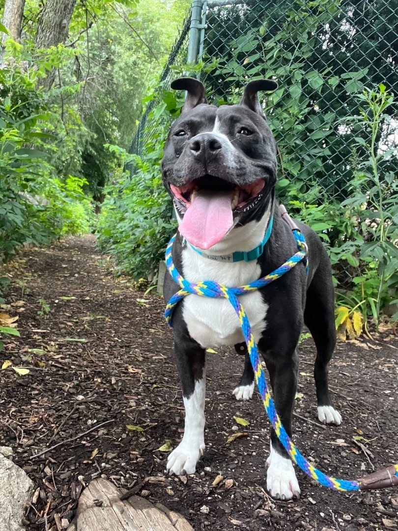 Enlarge Cindy Lou, a Adoptable mixed breed in Chicago, IL image 2/6