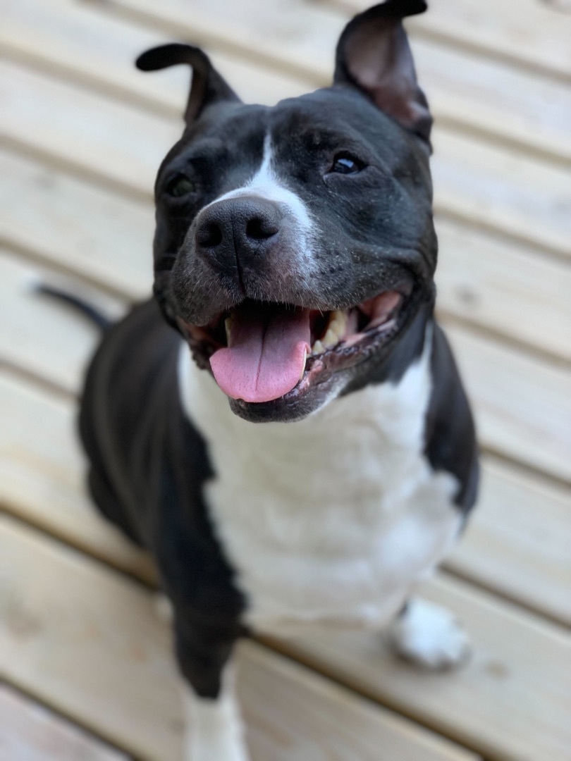 Enlarge Cindy Lou, a Adoptable mixed breed in Chicago, IL image 3/6