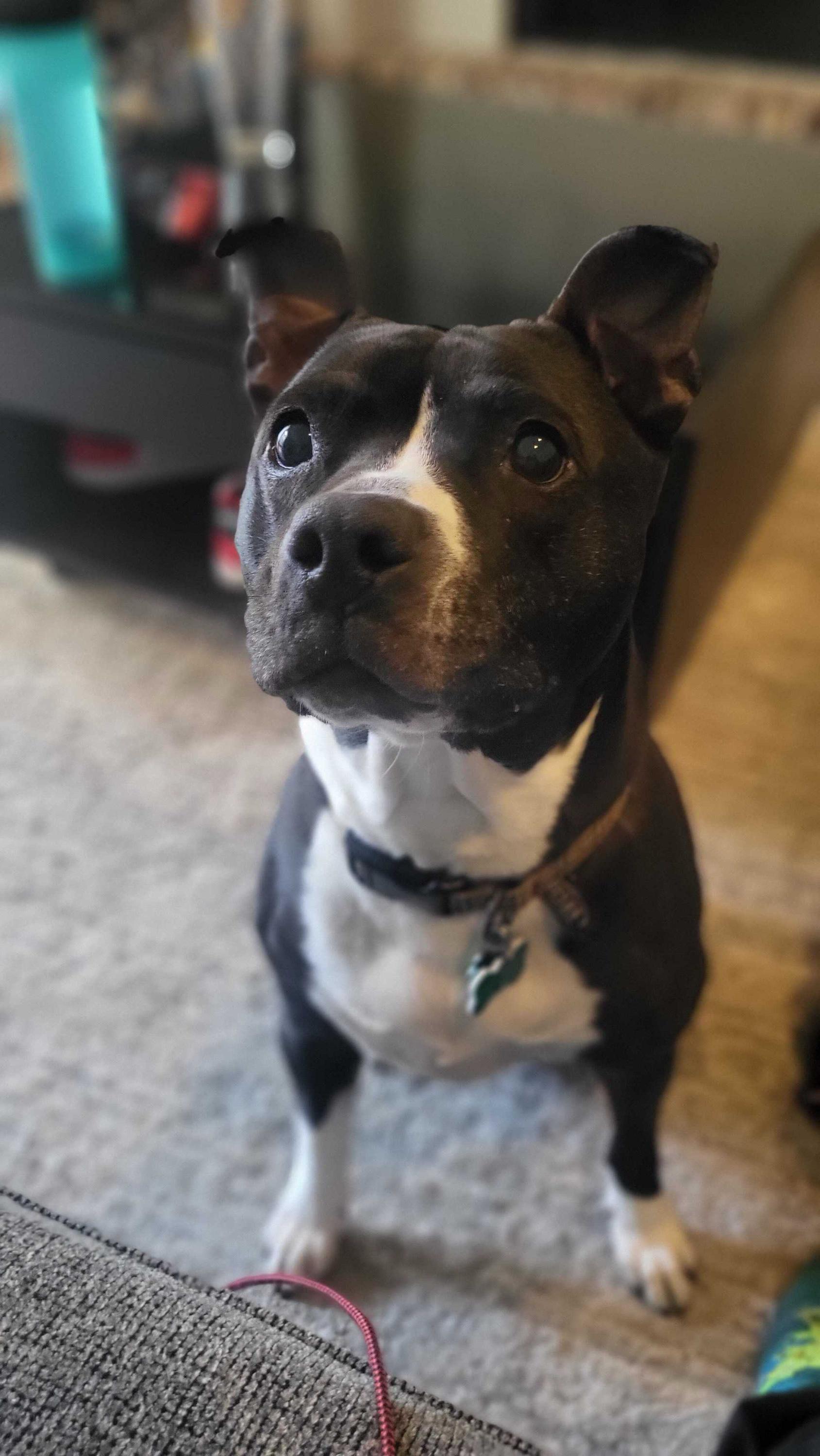 Enlarge Cindy Lou, a Adoptable mixed breed in Chicago, IL image 4/6