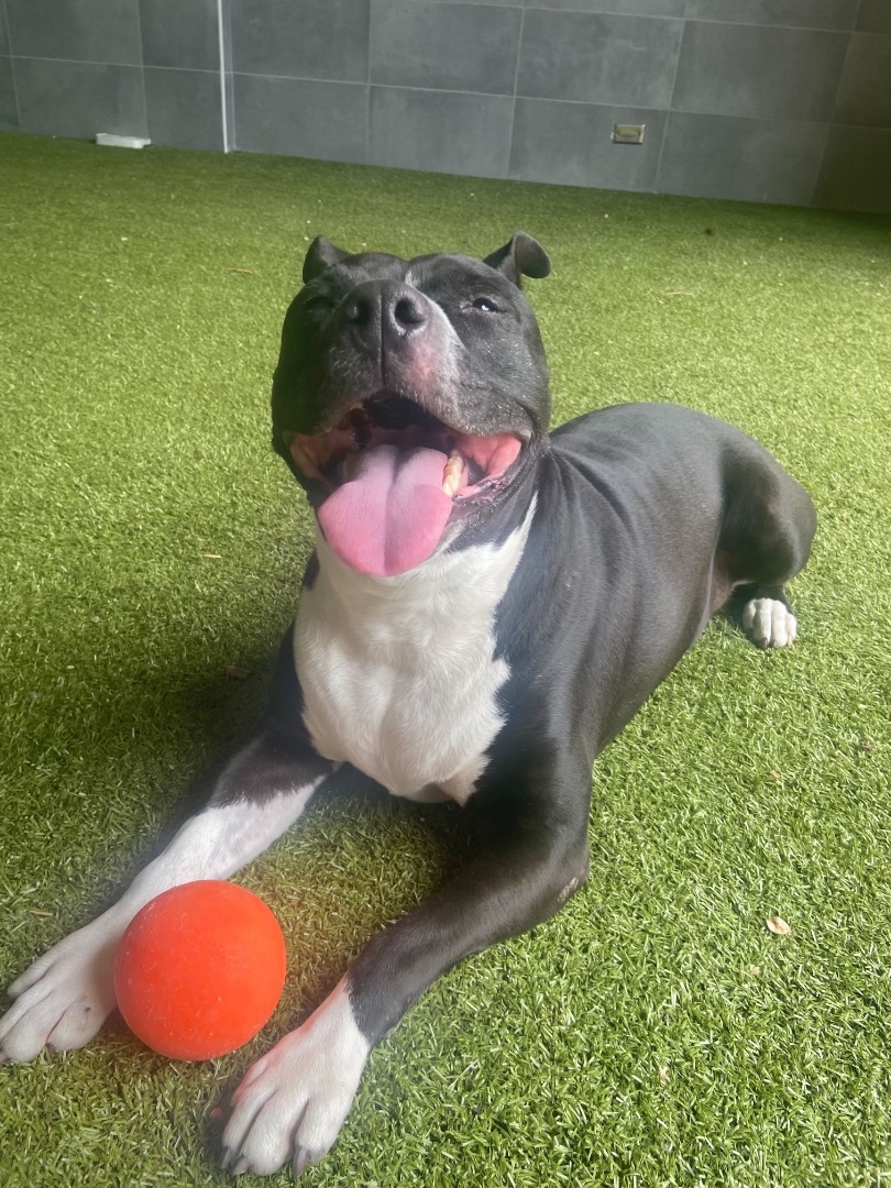 Enlarge Cindy Lou, a Adoptable mixed breed in Chicago, IL image 5/6