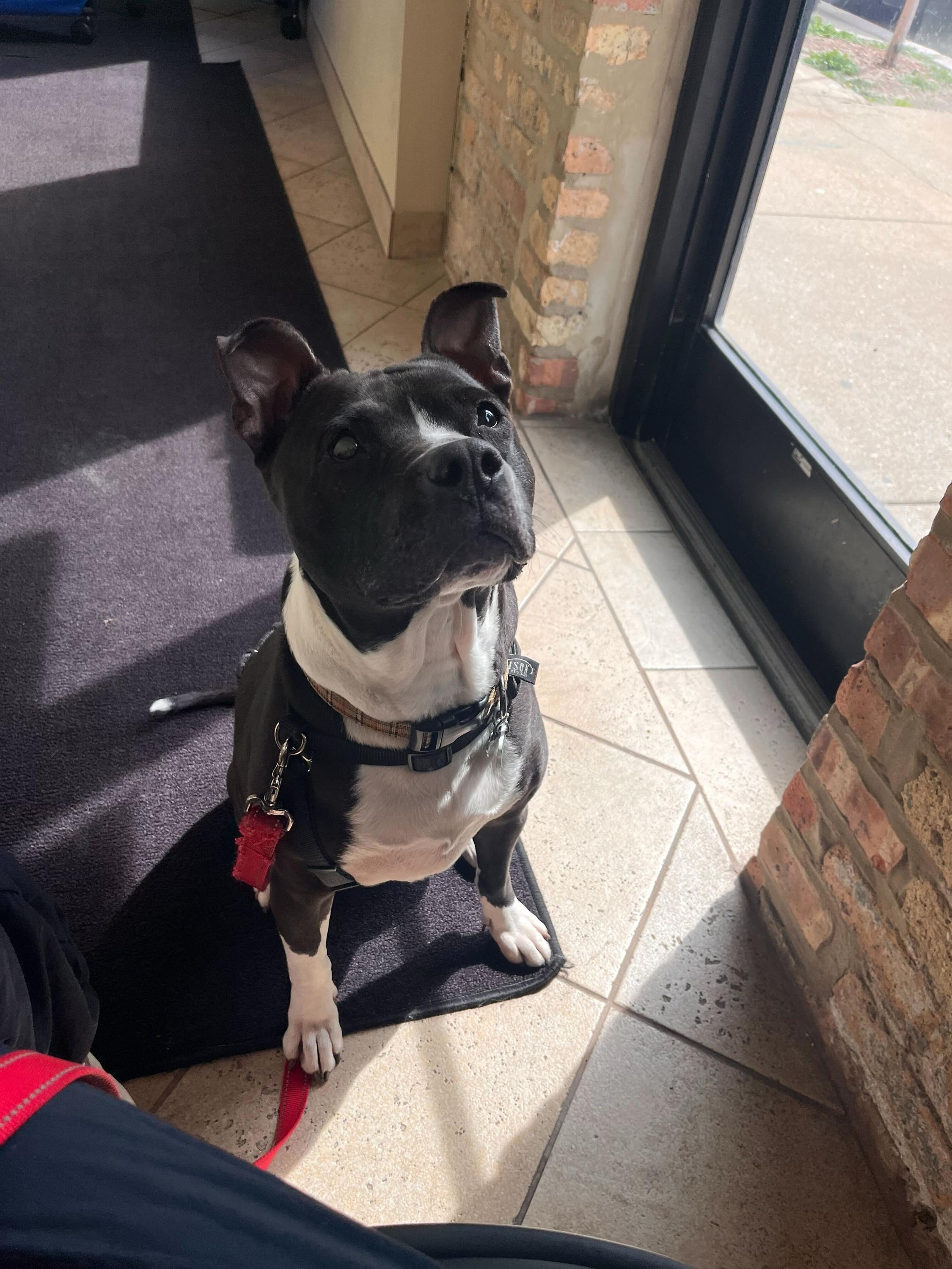 Enlarge Cindy Lou, a Adoptable mixed breed in Chicago, IL image 6/6