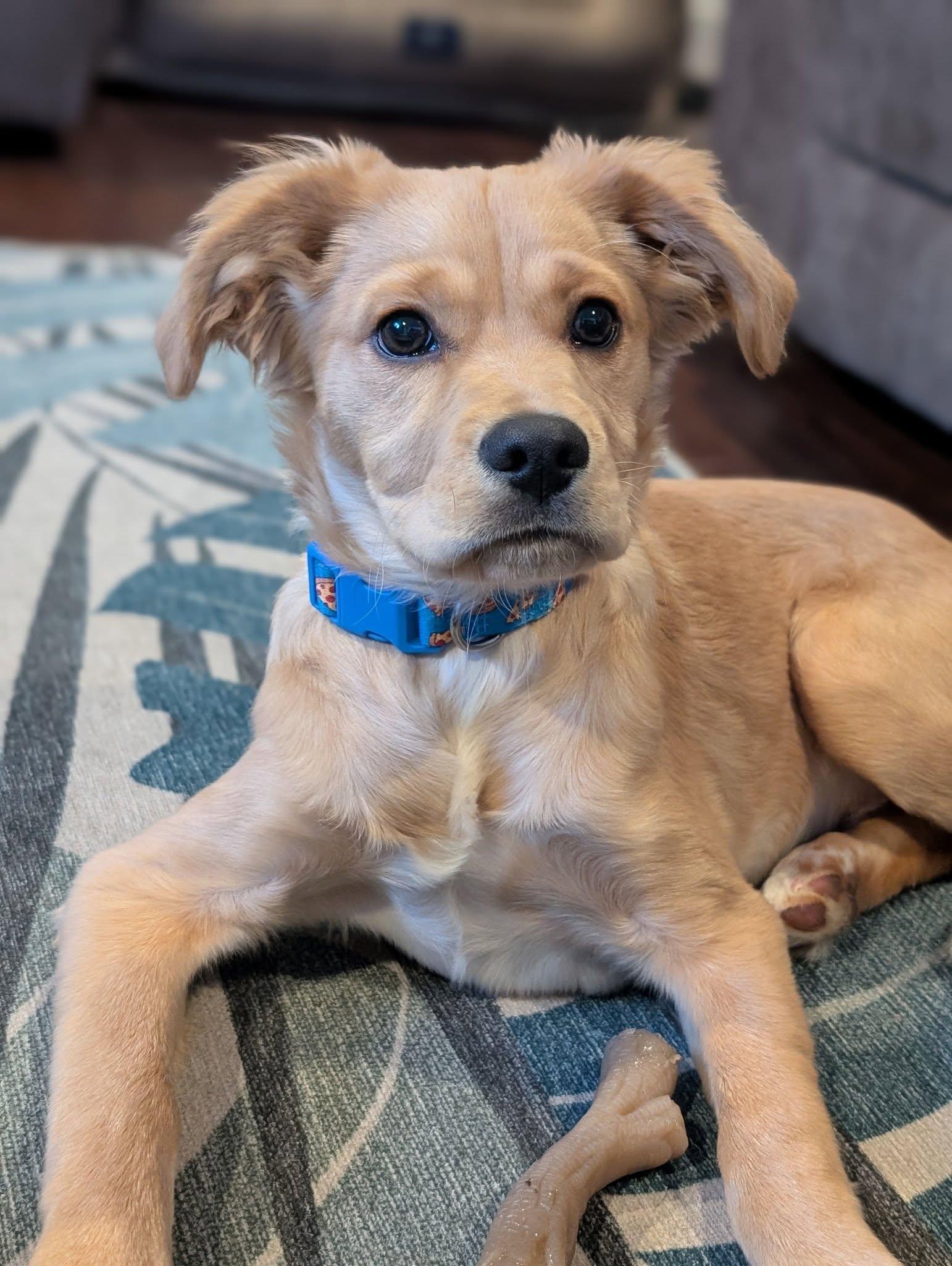 Georgie, Adopted, Puppy Male Golden Retriever & Cavalier King Charles Spaniel.