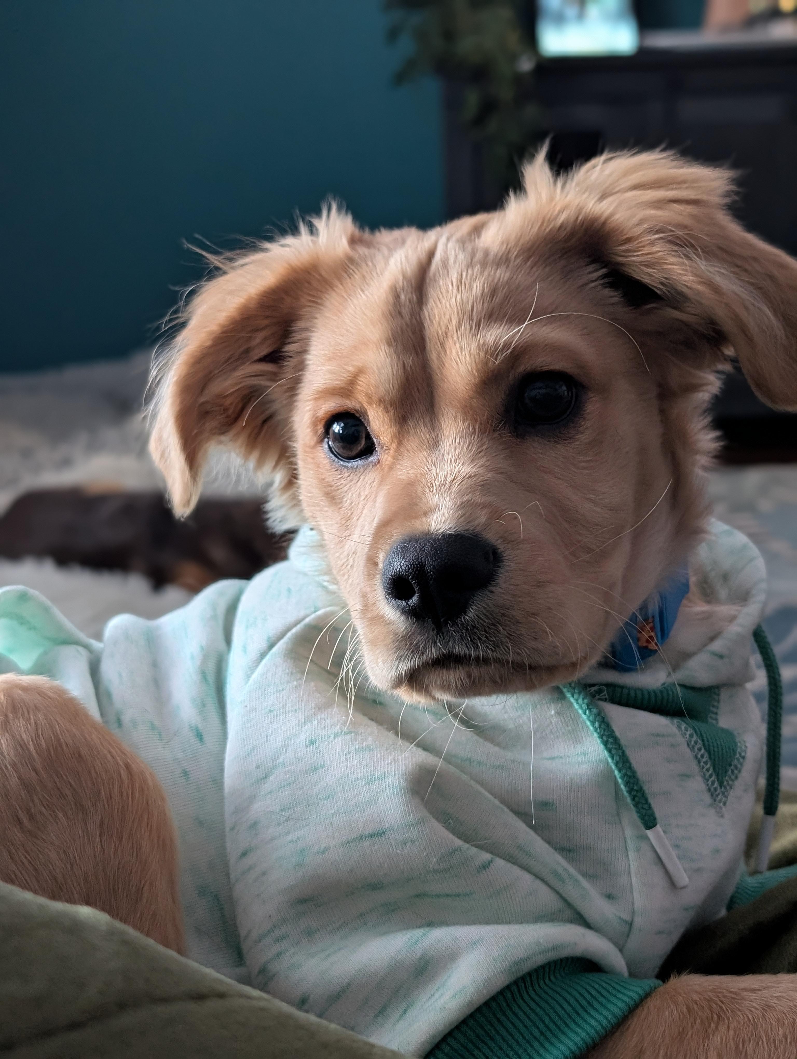 Georgie, a Adopted mixed breed in Akron, NY image 2/4