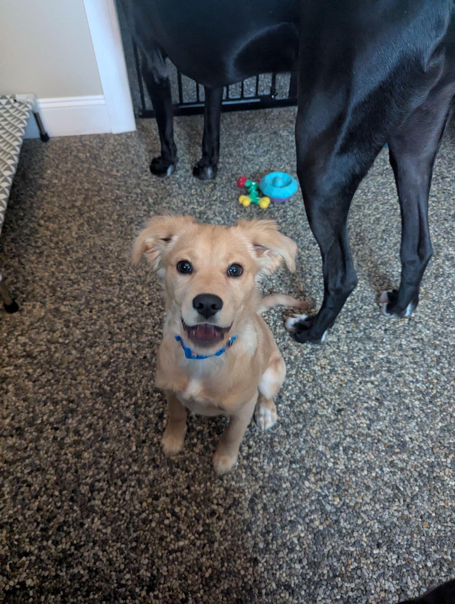 Georgie, a Adopted mixed breed in Akron, NY image 3/4