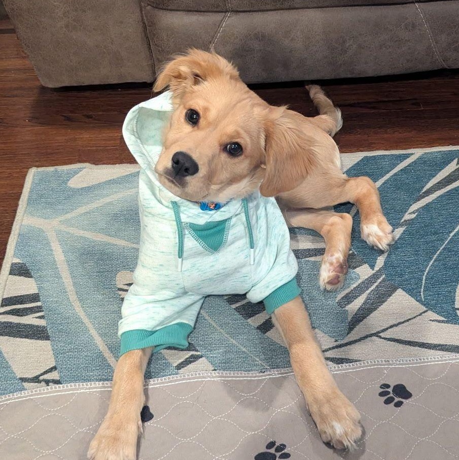 Georgie, a Adopted mixed breed in Akron, NY image 4/4