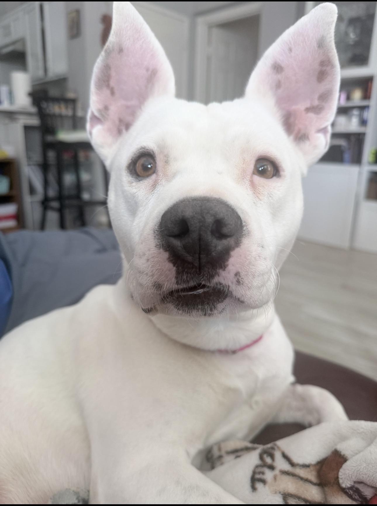 Sierra, ADOPTABLE, Adult Female Pit Bull Terrier.