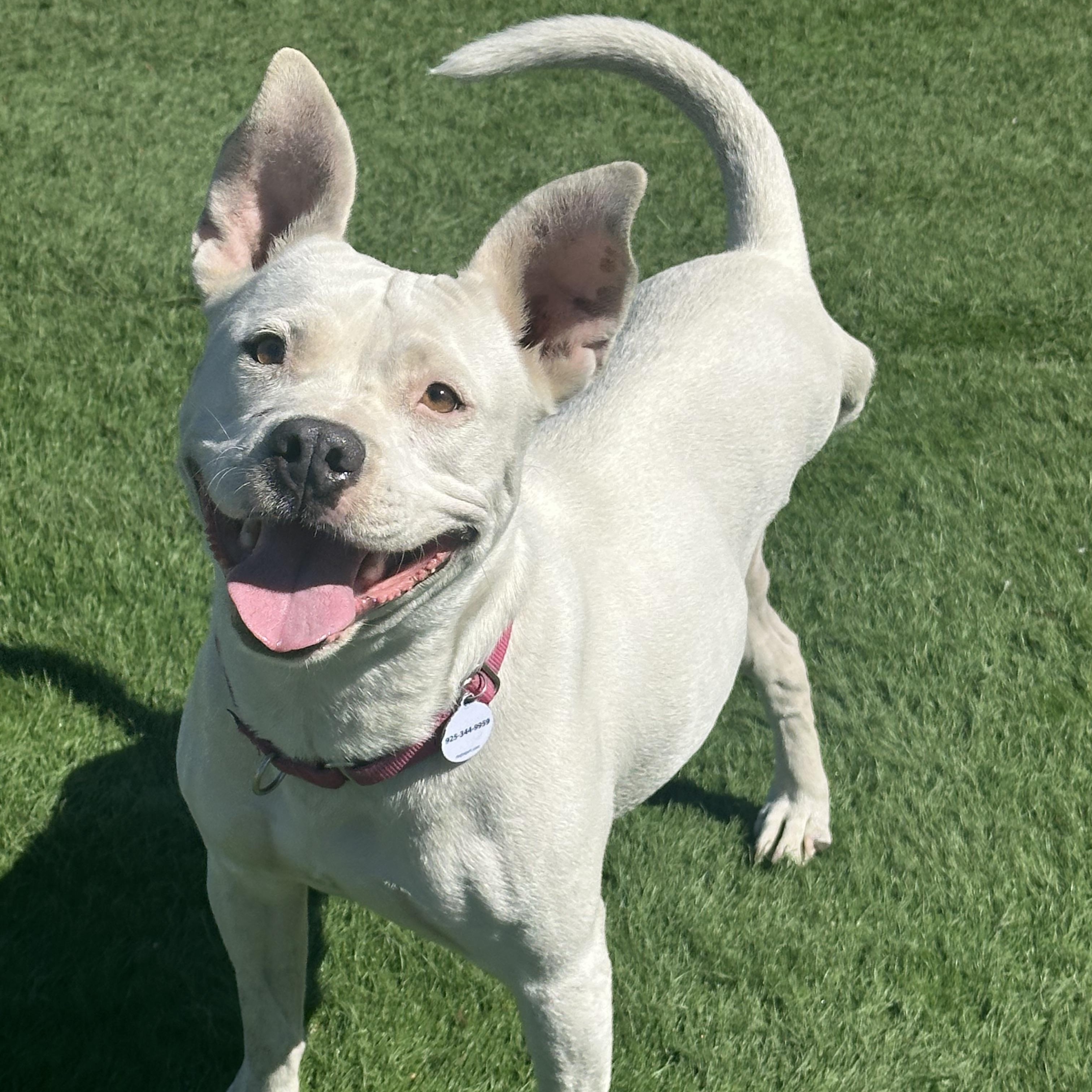 Sierra, ADOPTABLE, Young Female Terrier & Staffordshire Bull Terrier.