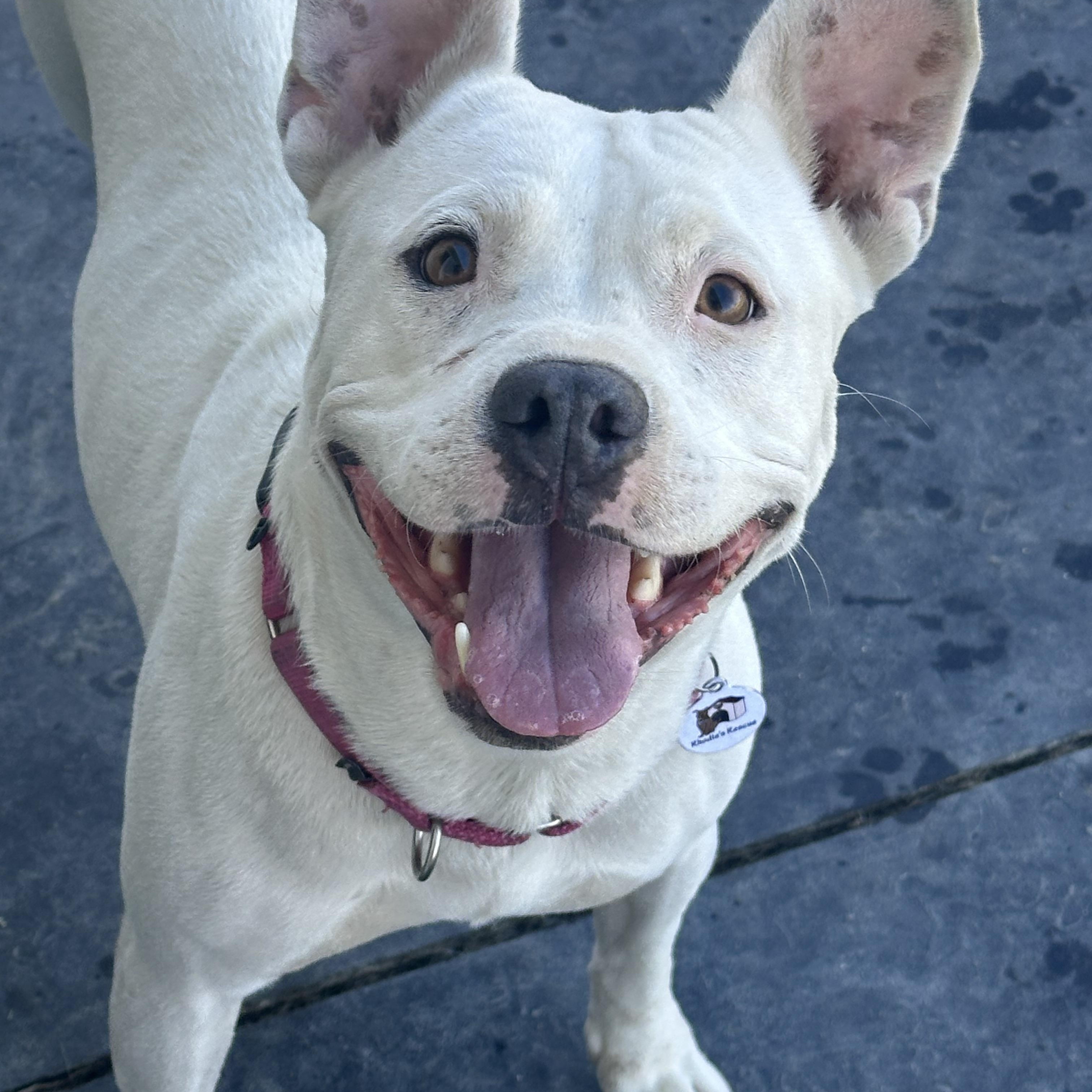 Sierra, a ADOPTABLE mixed breed in Knightsen, CA image 3/4