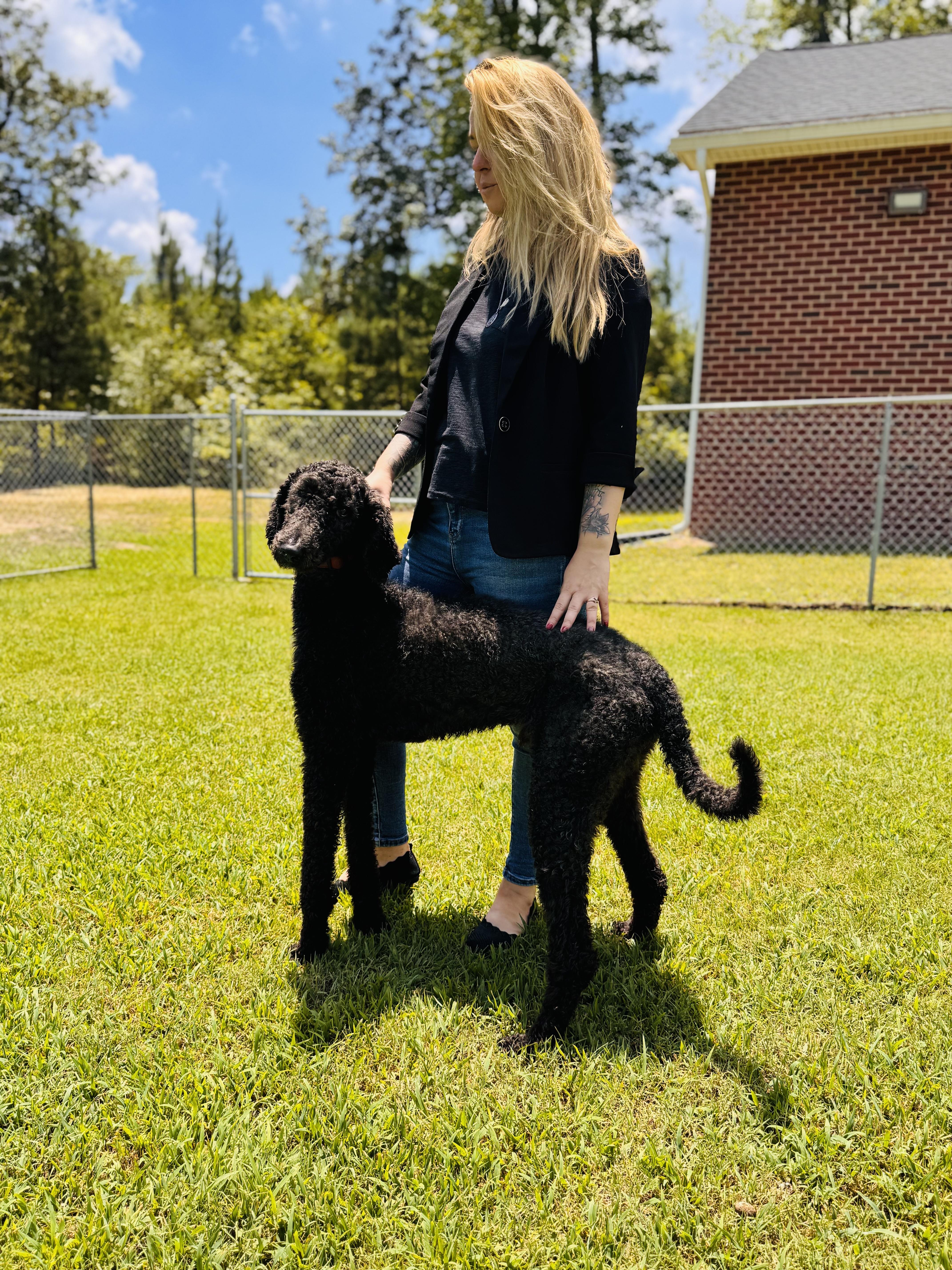 Coco, a Adopted Standard Poodle in Emporia, VA image 1/3