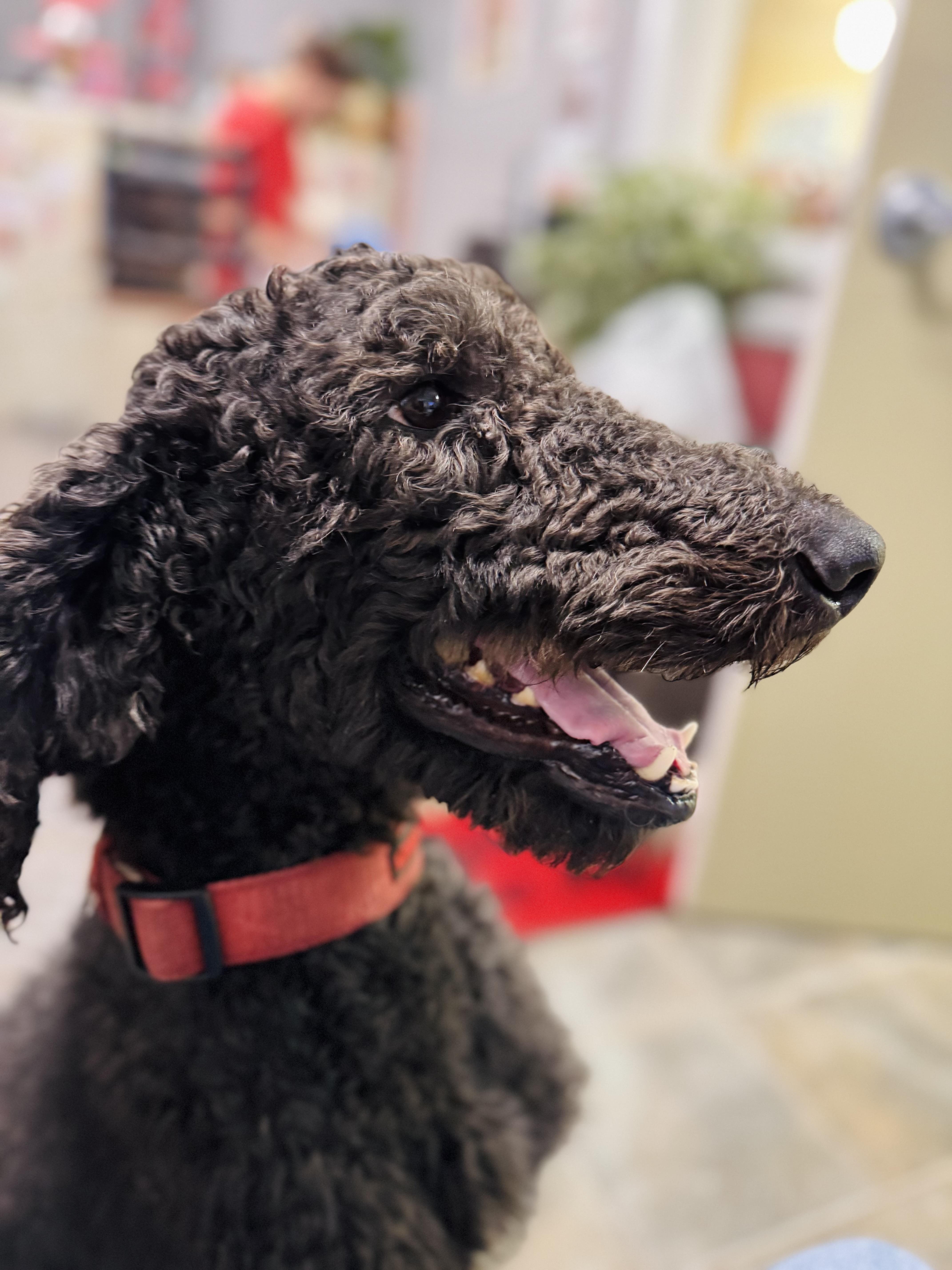 Coco, a Adopted Standard Poodle in Emporia, VA image 2/3