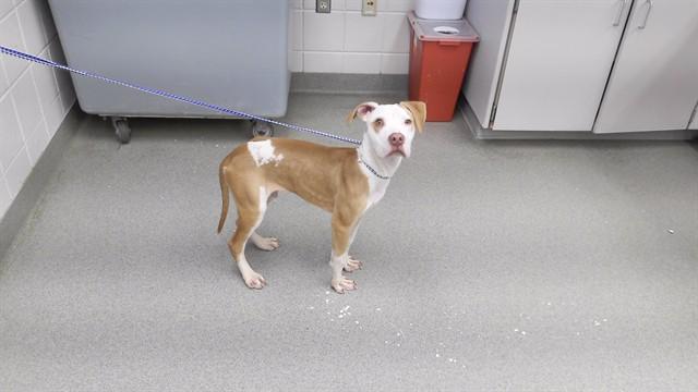 FLYNN, Adoptable, Young Male Labrador Retriever & Mixed Breed.