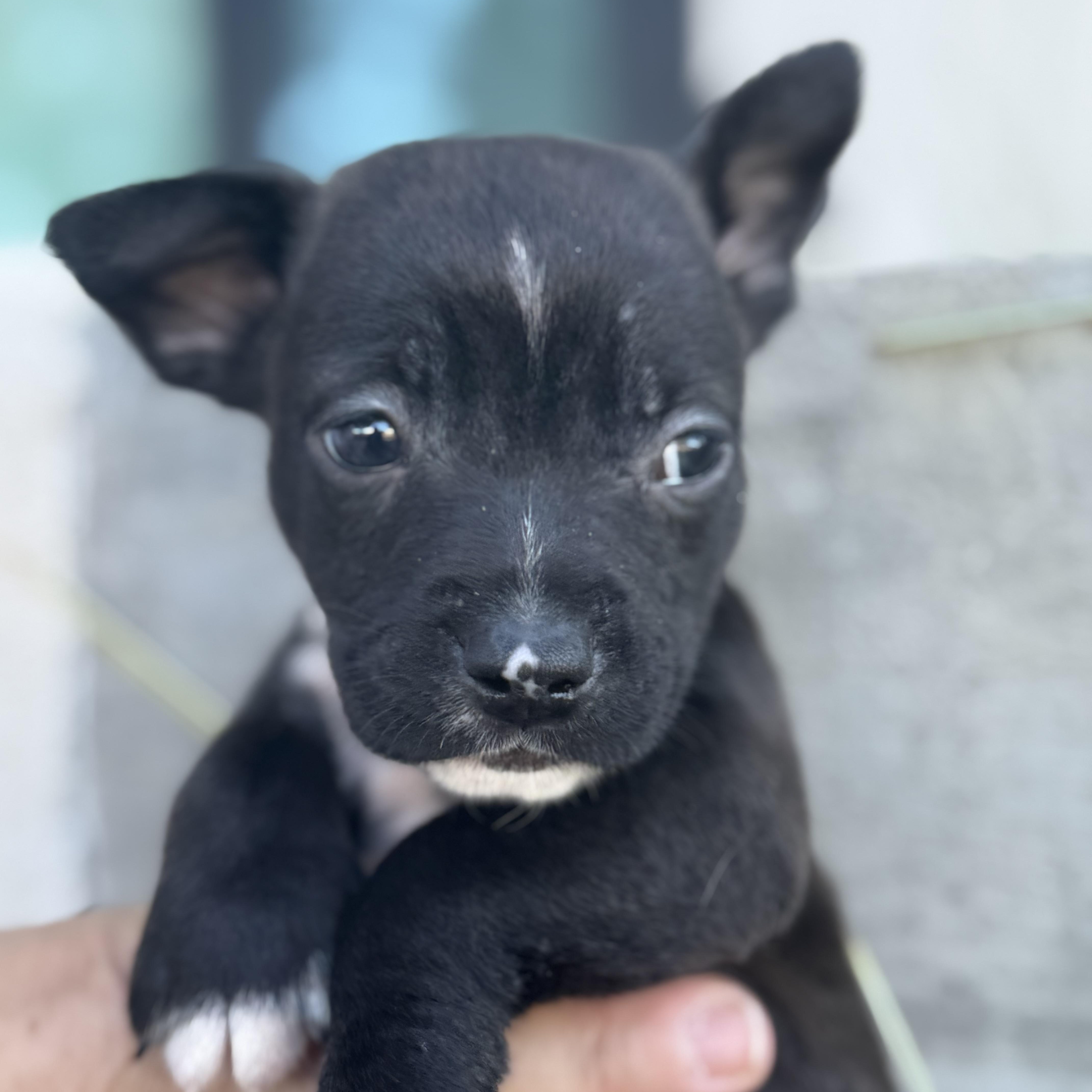 Karhu (Milestone litter)