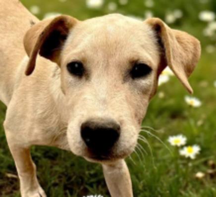 Enlarge Ezra, a Adoptable mixed breed in Encinitas, CA image 1/1