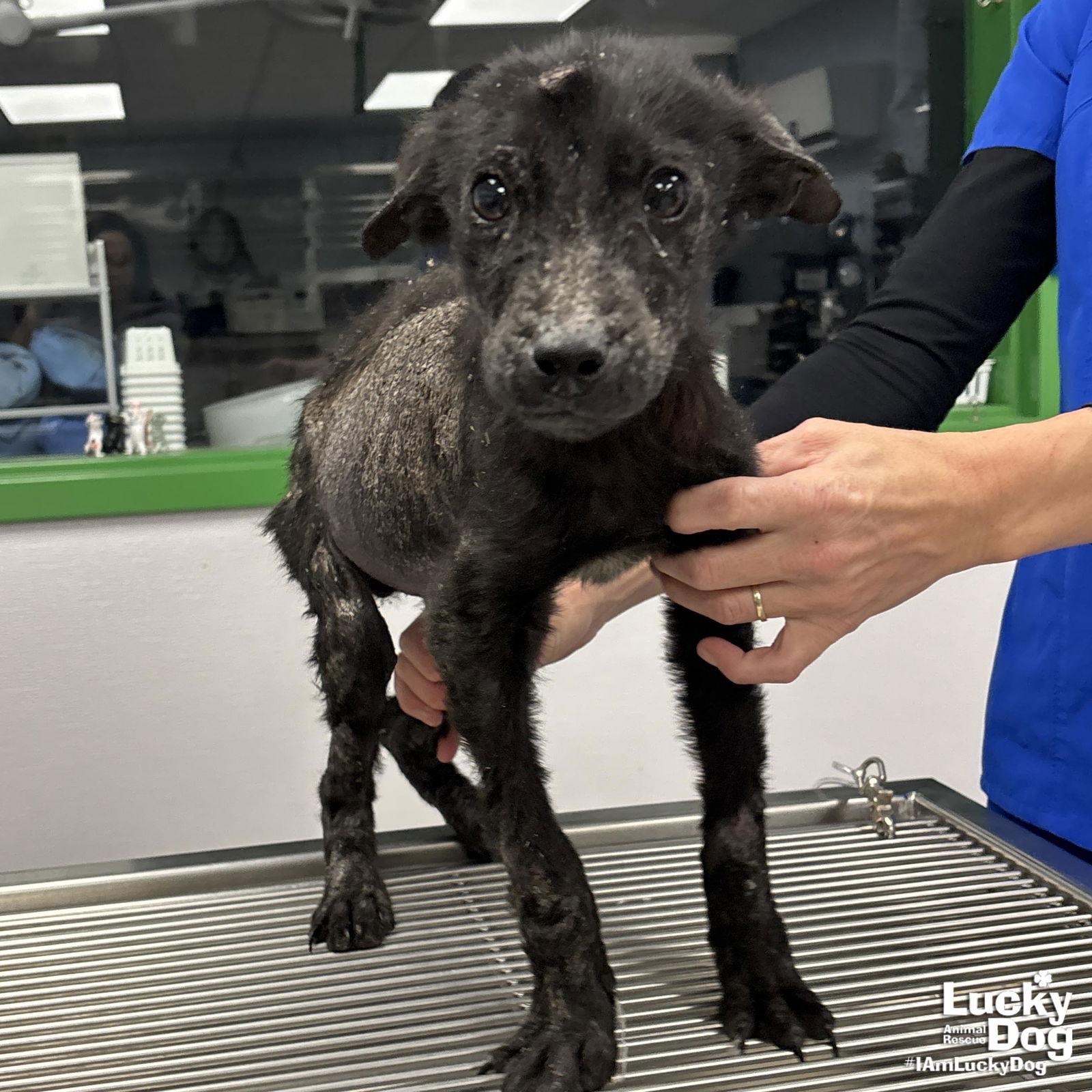 Enlarge Fruit Batt, a Adopted mixed breed in Washington, DC image 1/3