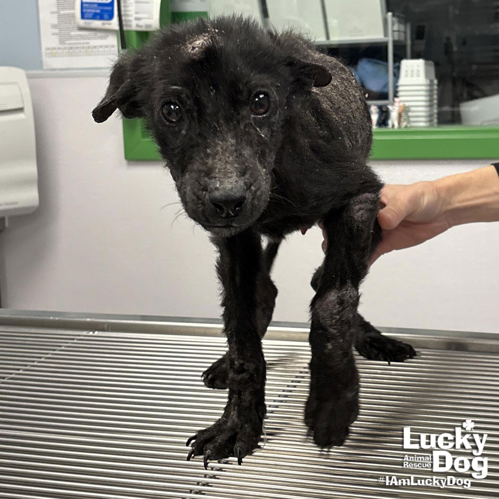 Enlarge Fruit Batt, a Adopted mixed breed in Washington, DC image 2/3