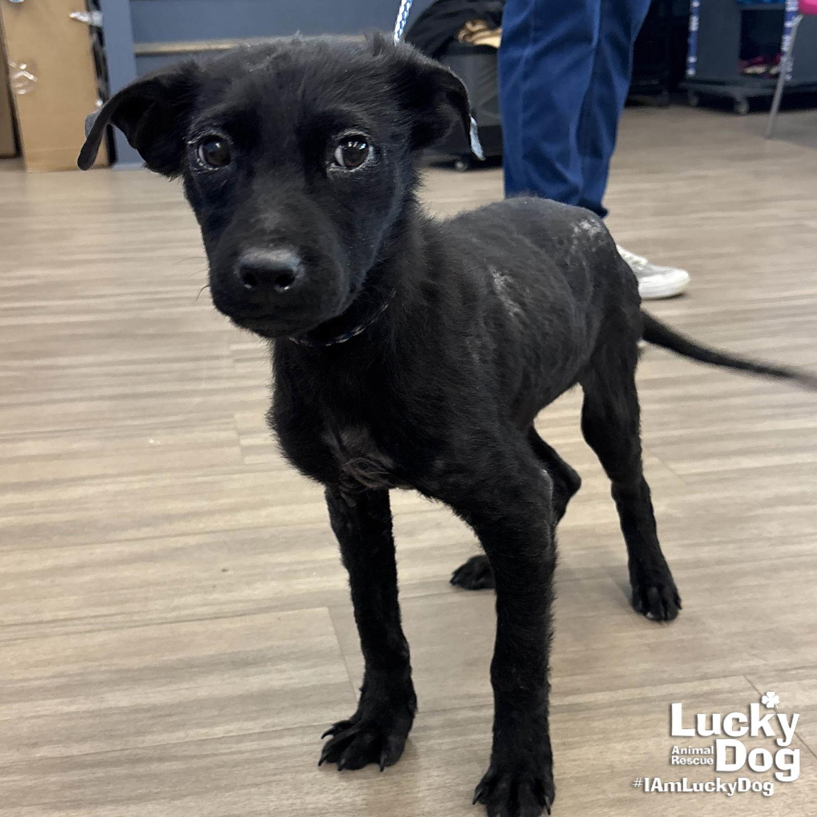 Enlarge Fruit Batt, a Adopted mixed breed in Washington, DC image 3/3