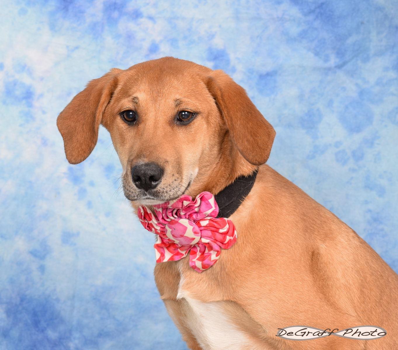 Sugar Plum thumbnail 3