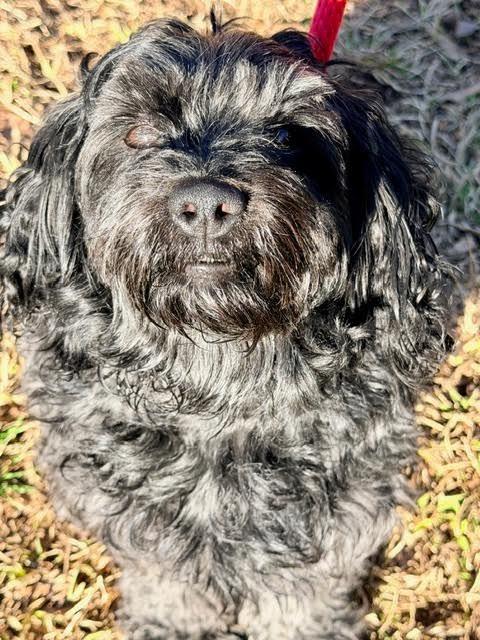 Enlarge Jackson, a Adoptable mixed breed in Madison, GA image 1/2