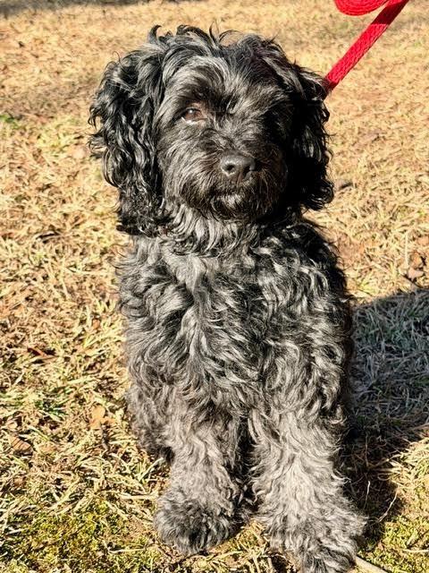 Enlarge Jackson, a Adoptable mixed breed in Madison, GA image 2/2