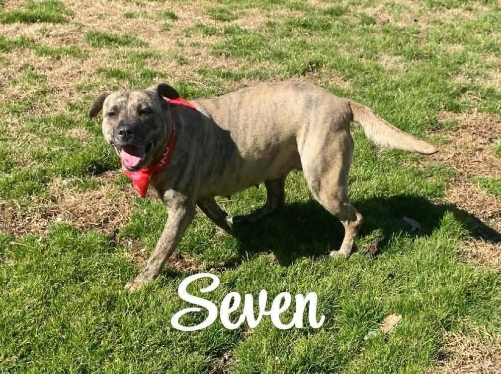 Seven — thumbnail 3